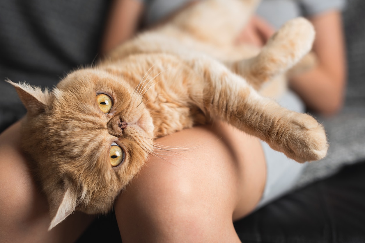 orange cat with a flat face lying on a person's lap