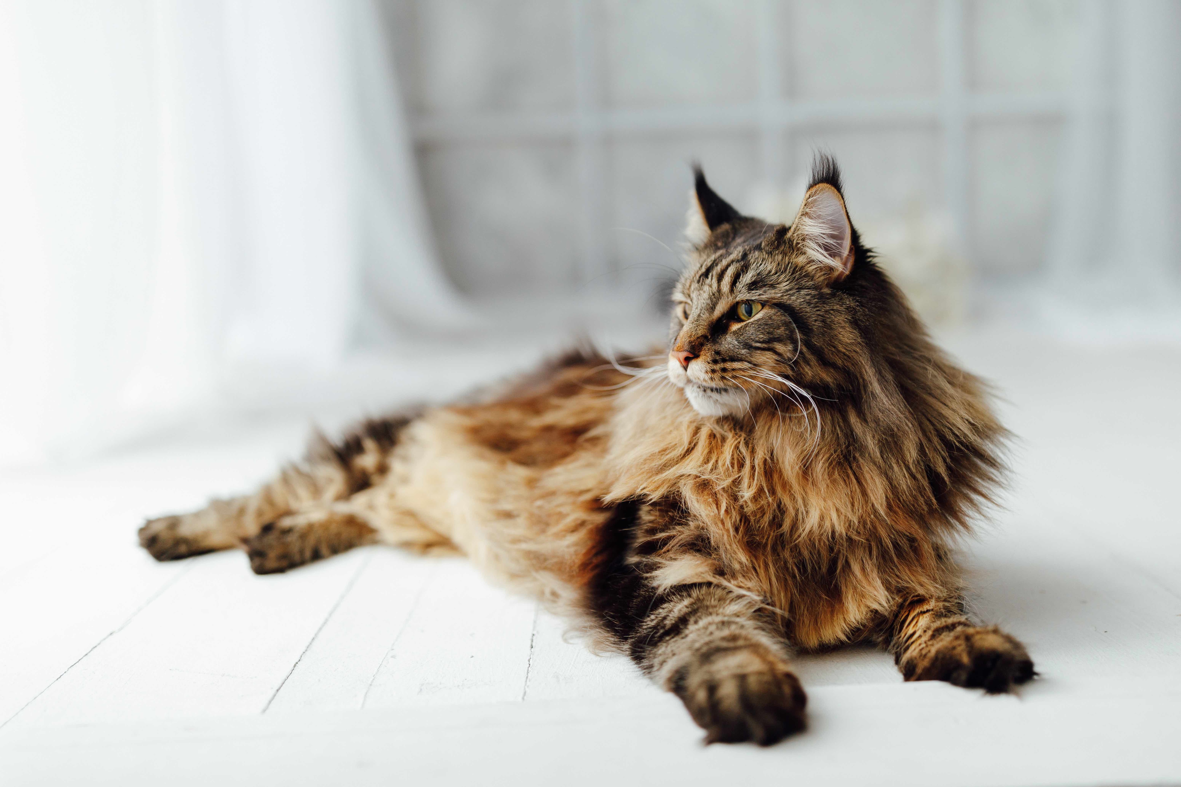 brown maine coon cat lounging on the ground