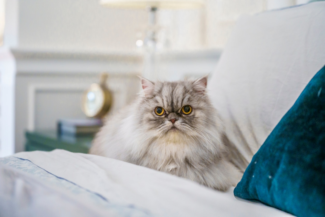 longhaired gray persian cat looking at camera