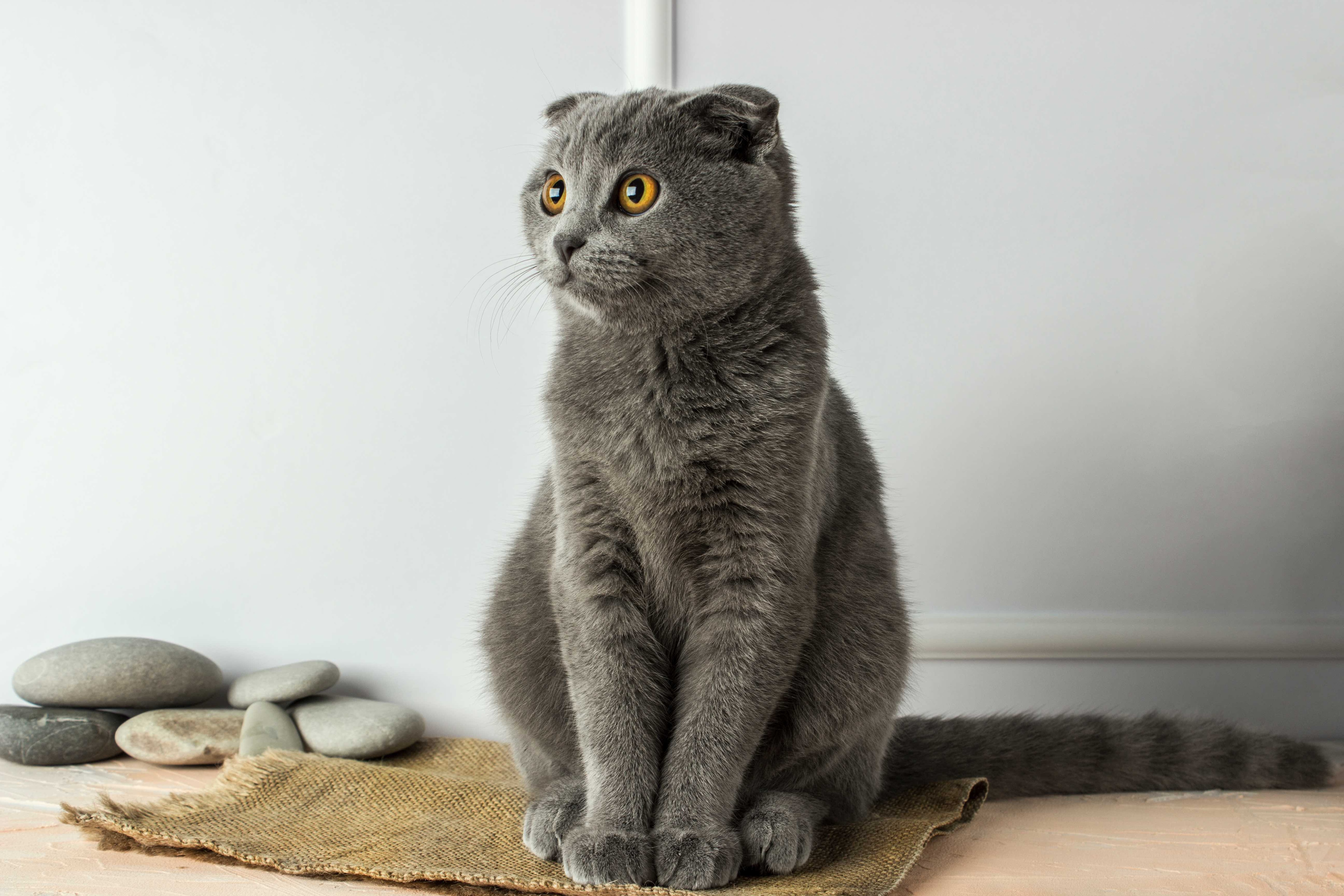gray scottish fold cat sitting