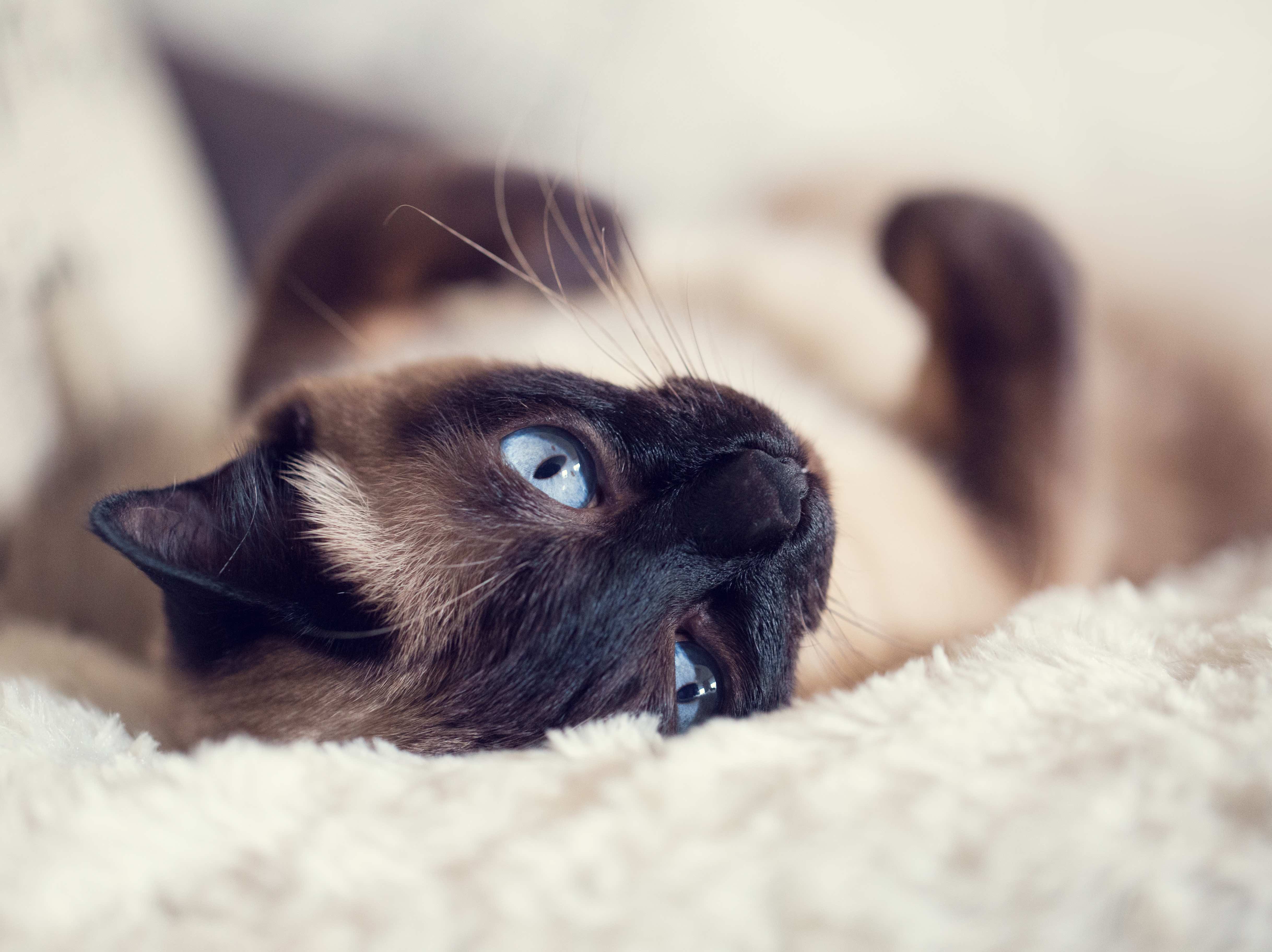 siamese cat lying on its back