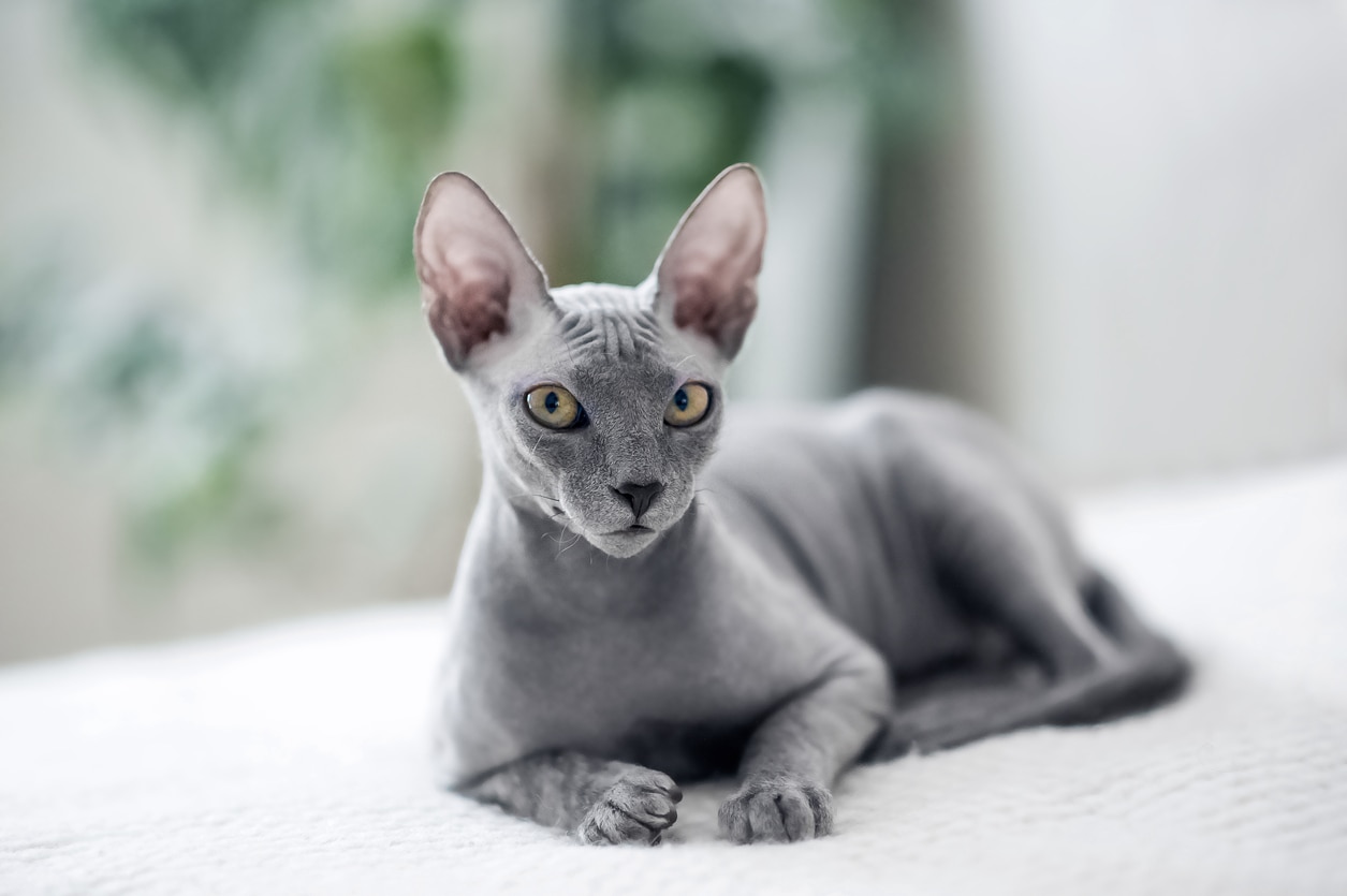 gray sphynx cat lying down and looking at the camera