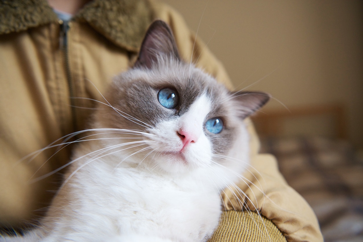 blue-eyed ragdoll cat being held