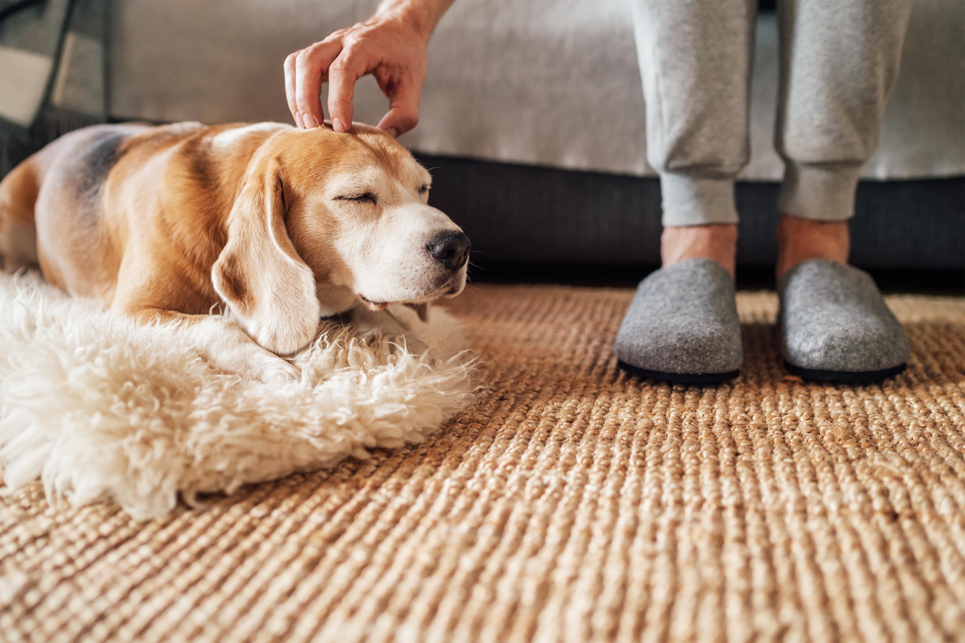 person scratching the head of an elderly beagle