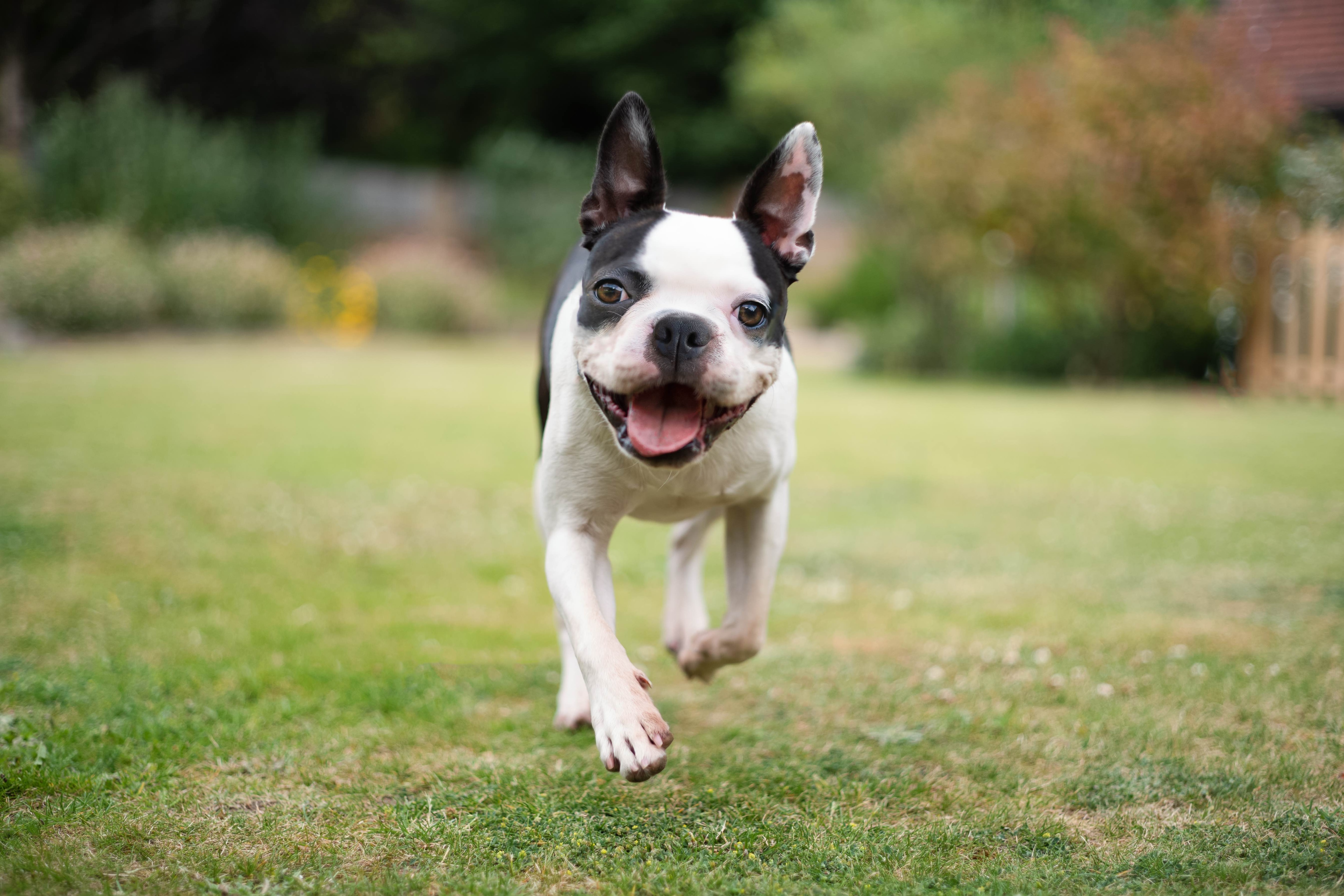 black and white boston terrier trotting toward the camera