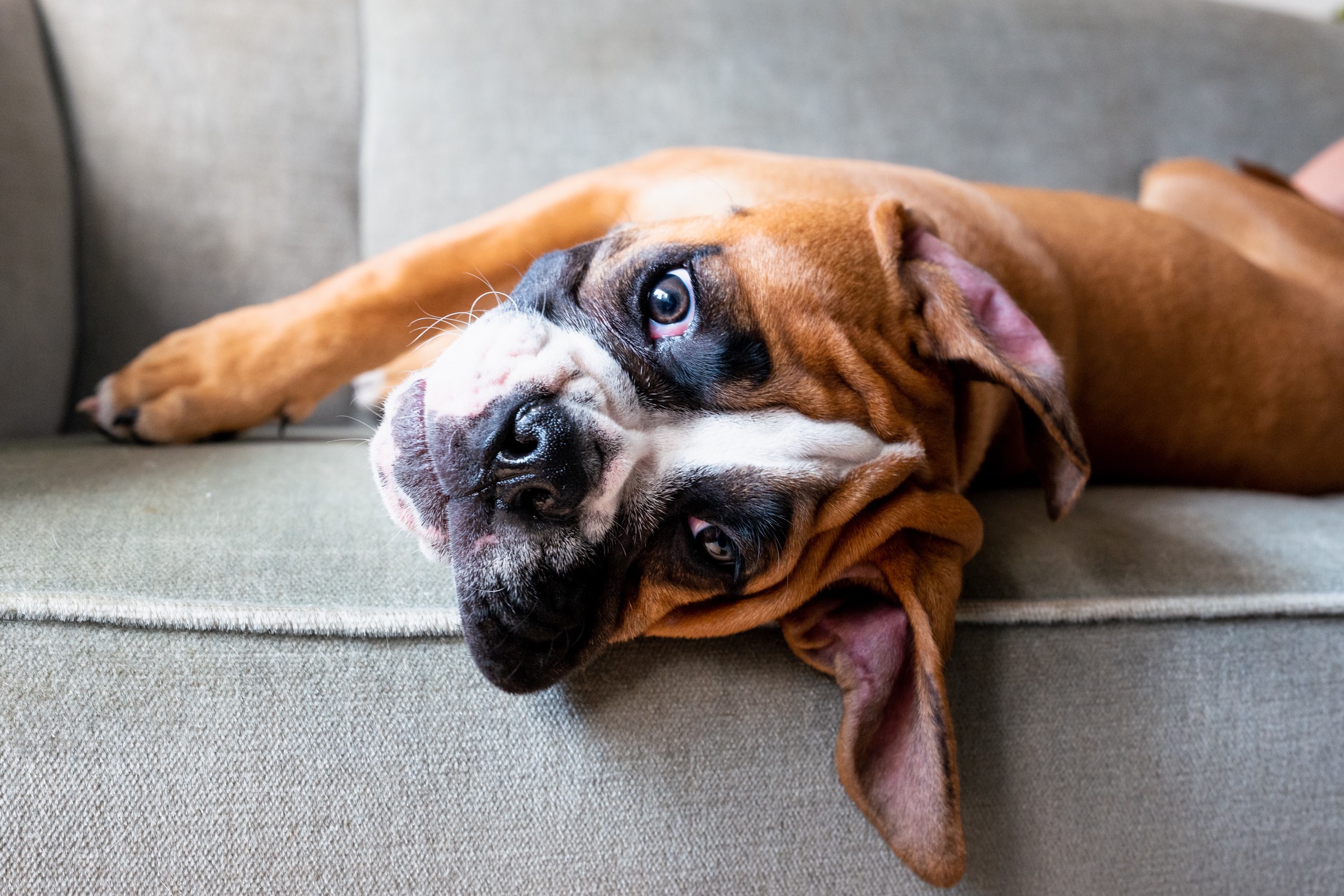 brown boxer puppy lying upside down on a gray couch