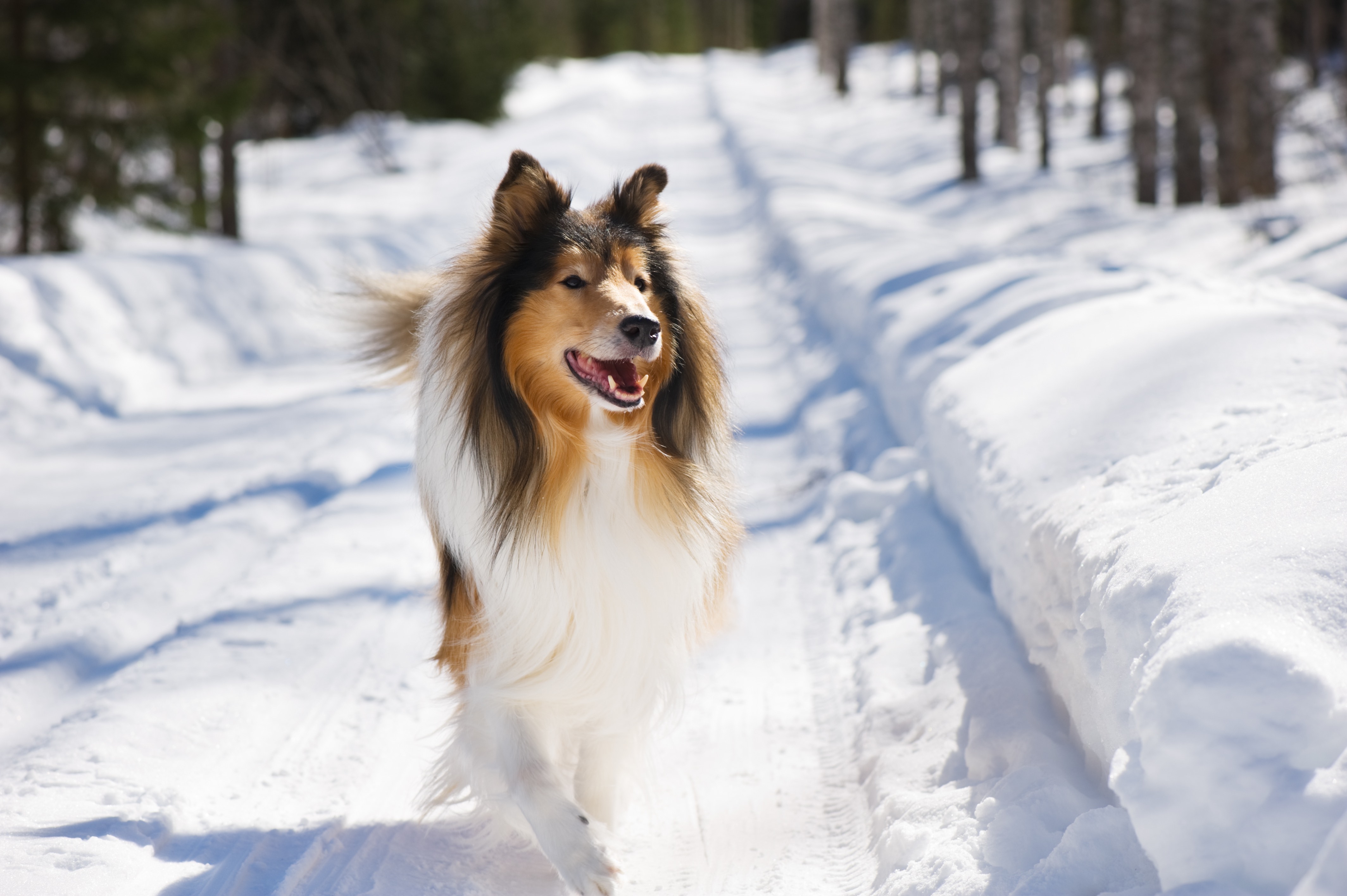 rough collie running down a snowy road