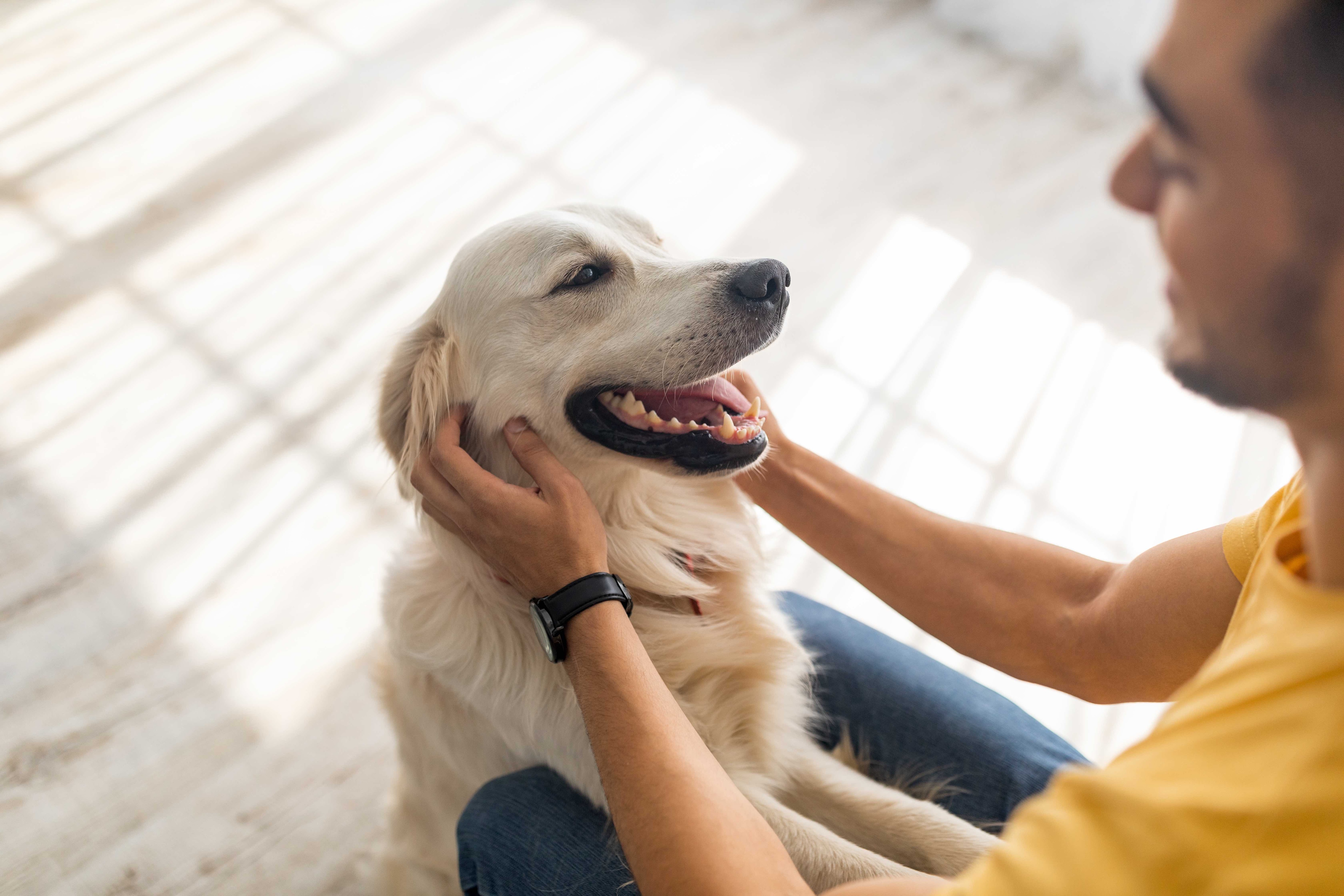 Fashion friendliest dogs