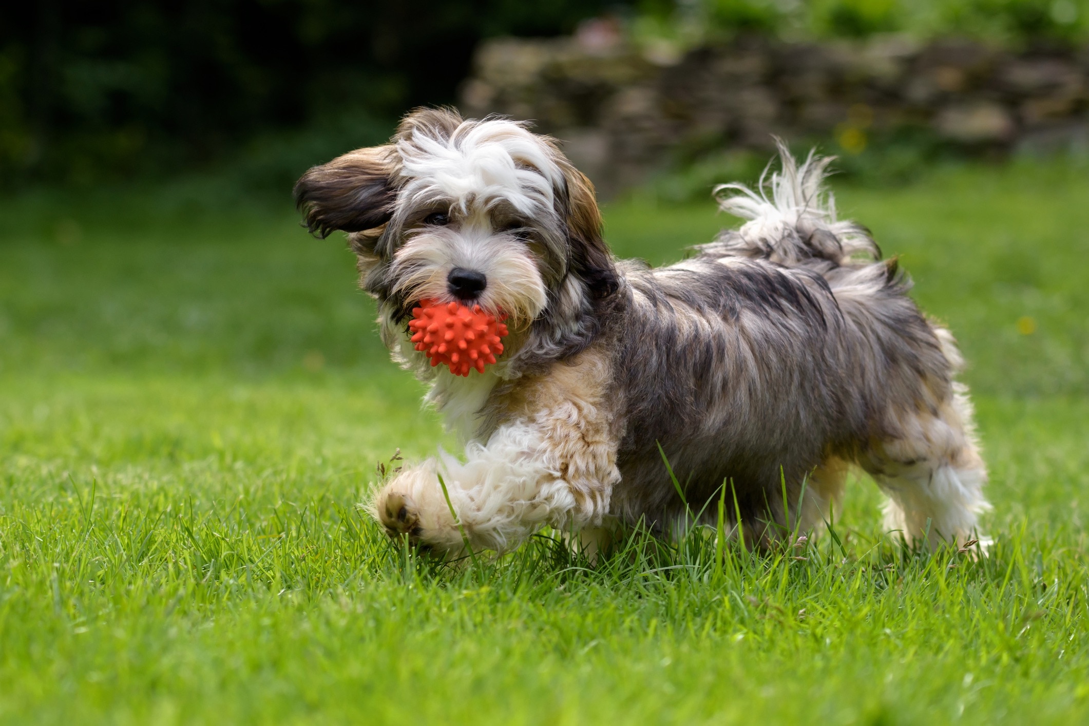 tricolor havanese playing with a red toy