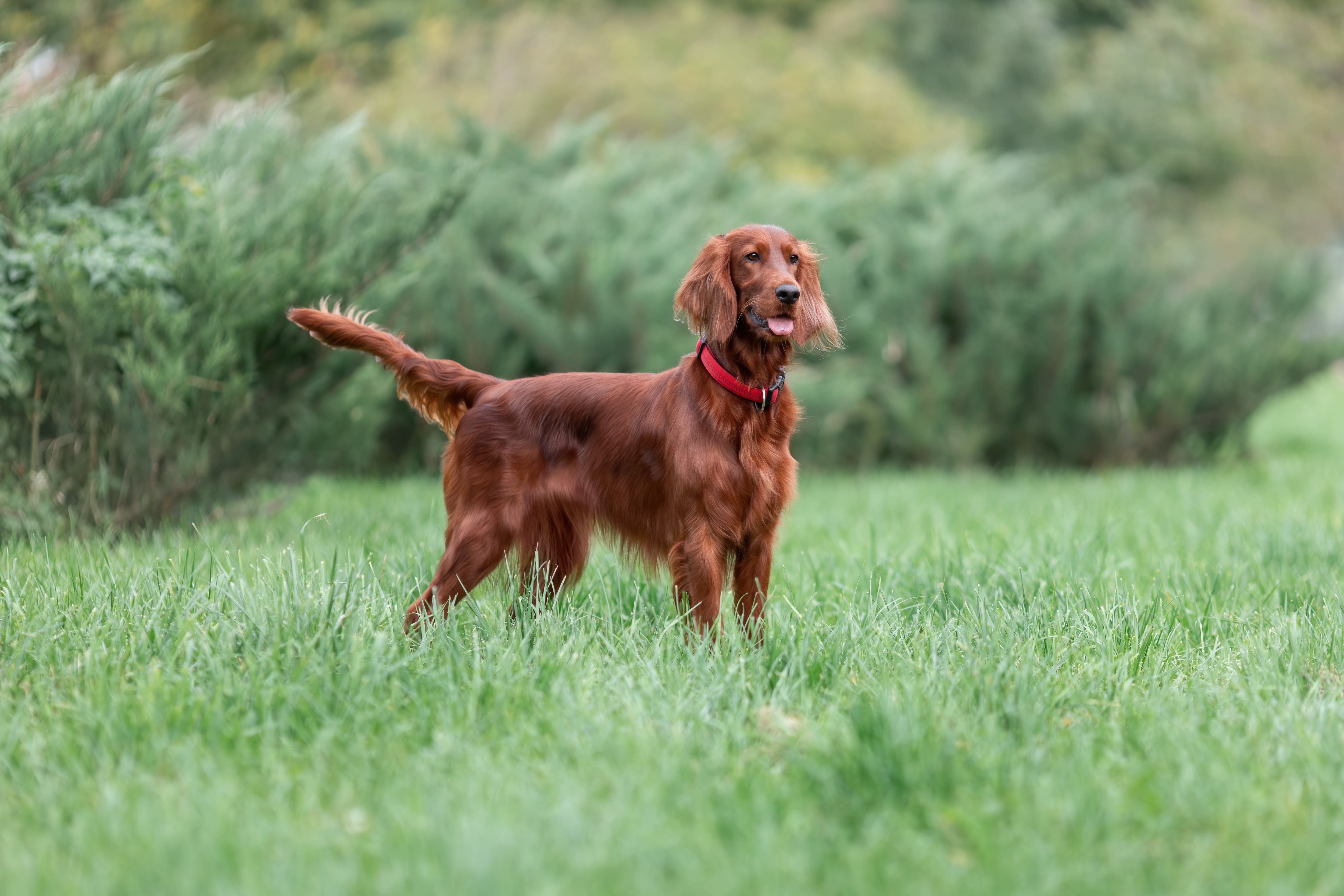 red irish terrier standing in a green field