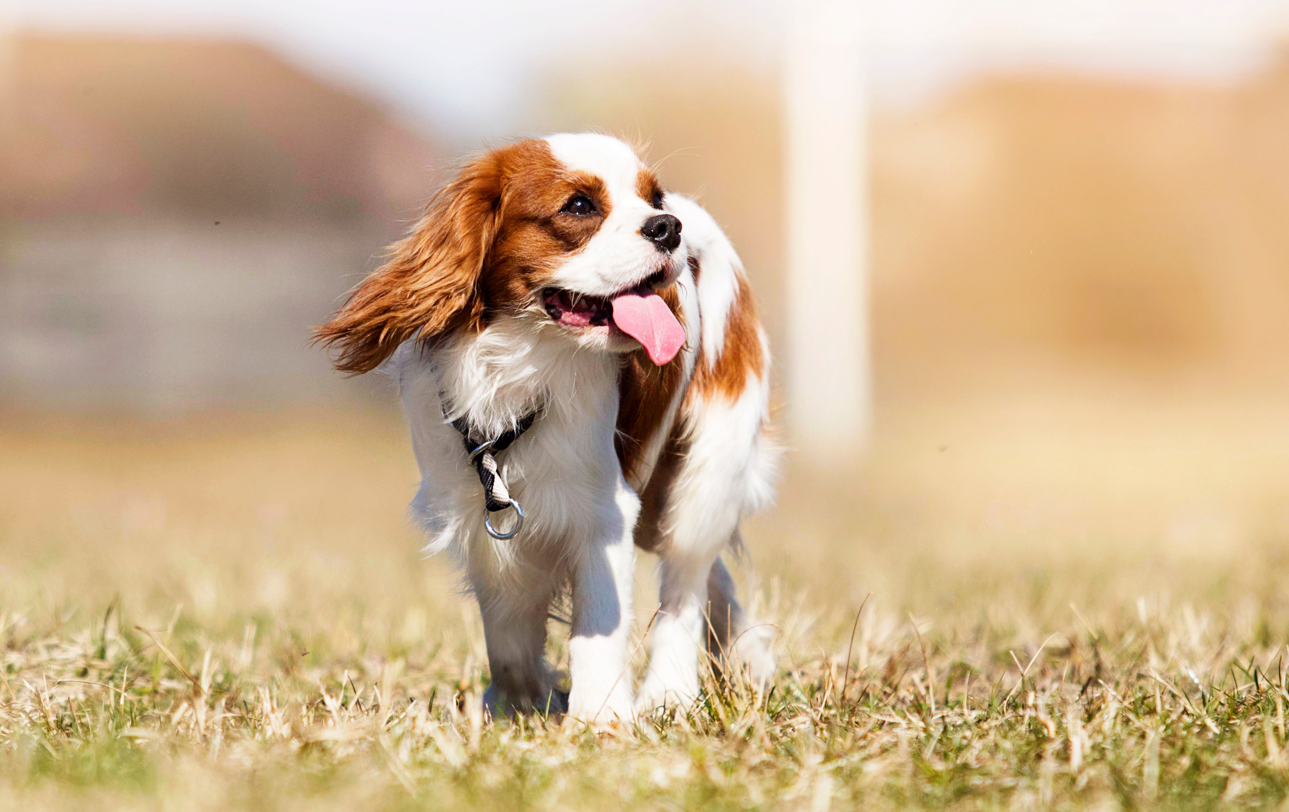 white and brown cavalier king charles spaniel