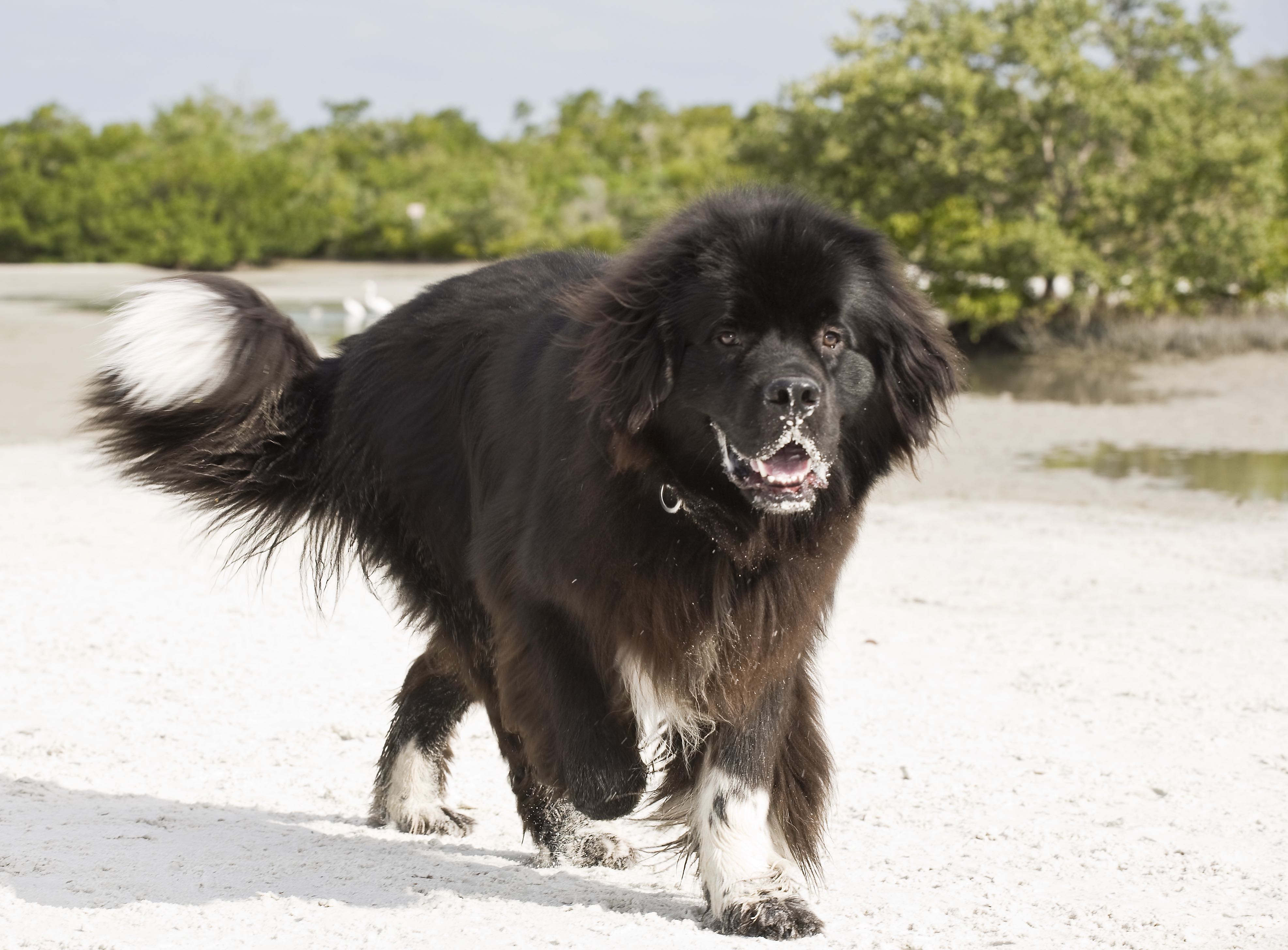 black and white newfoundland at the beach