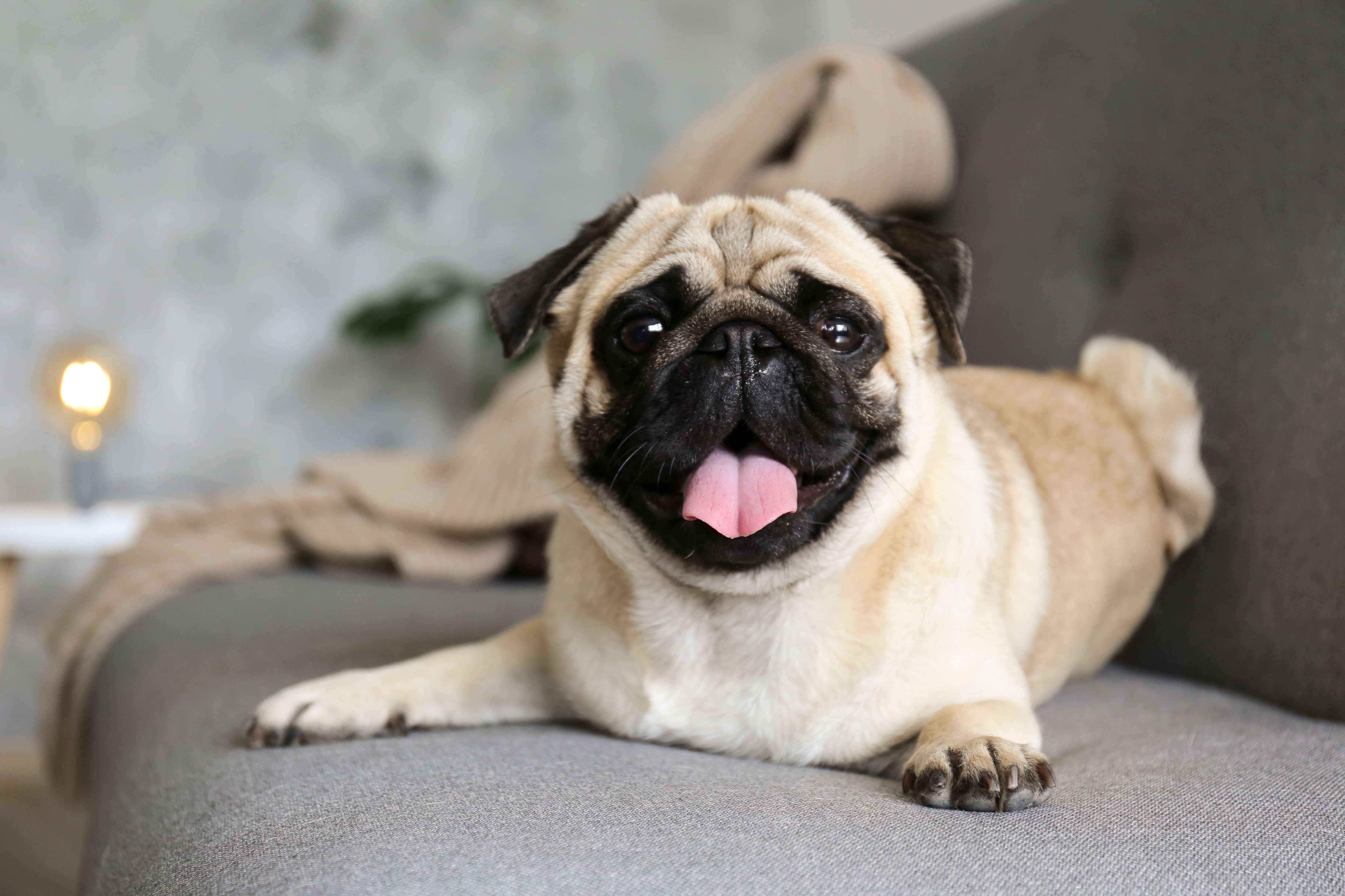 pug lying on a gray couch