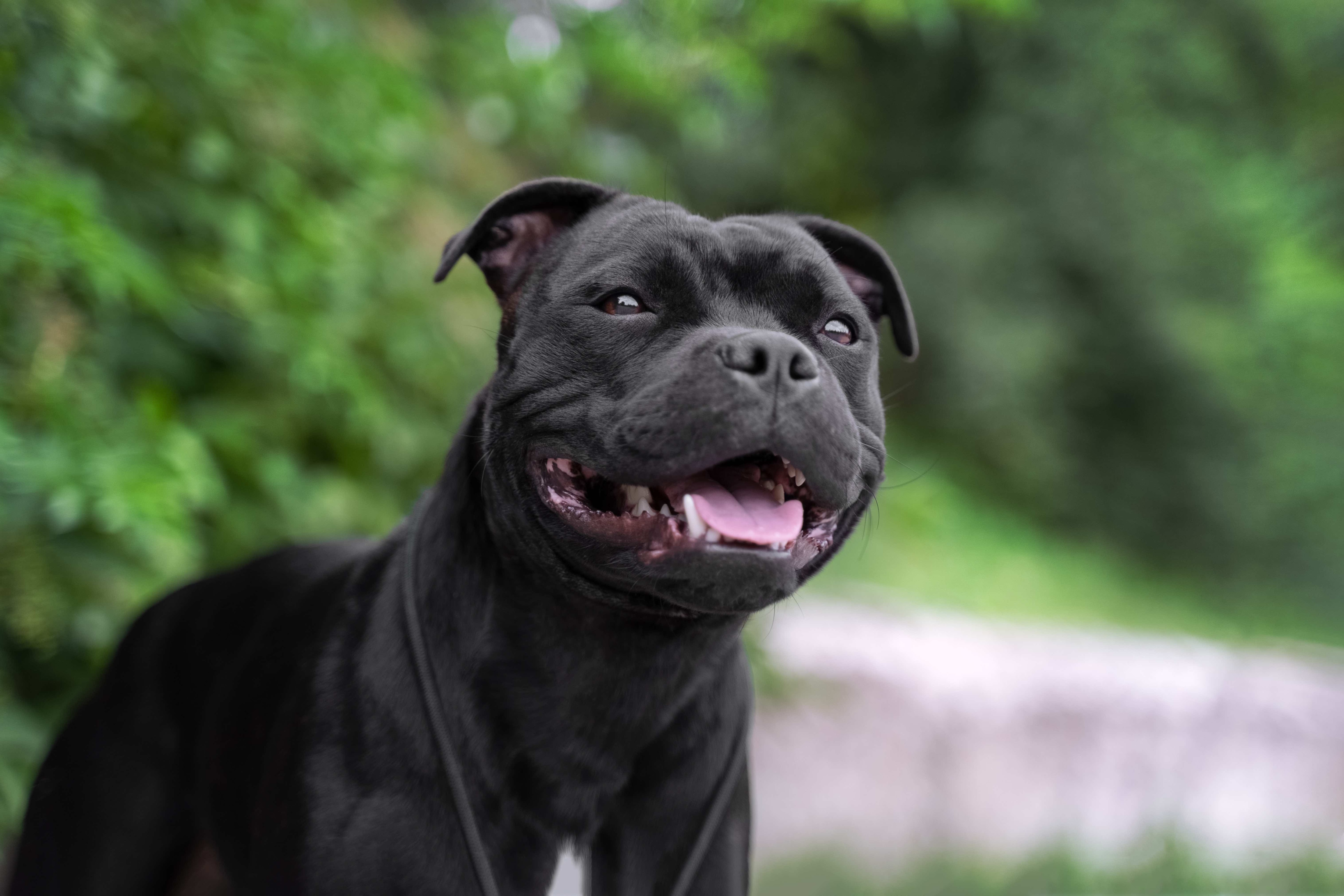 black smiling staffordshire bull terrier