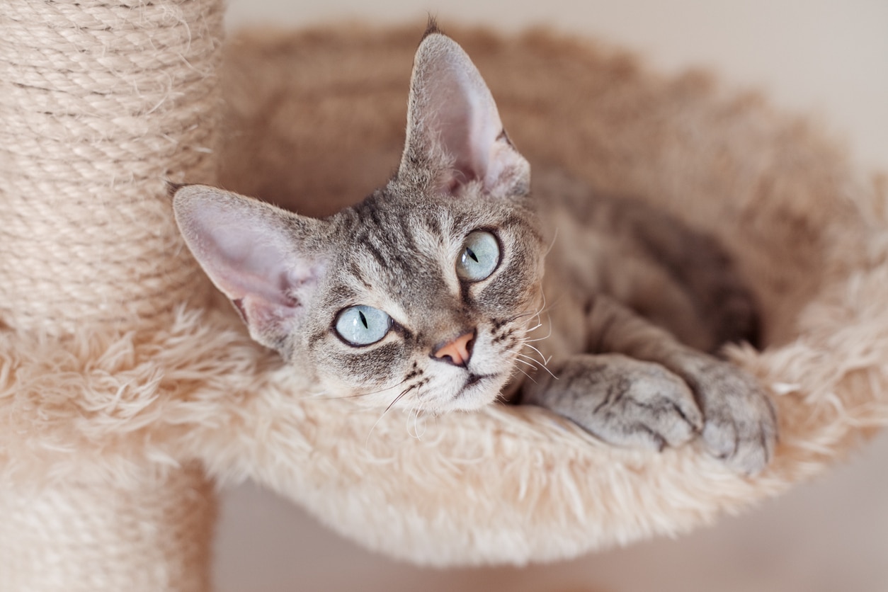 gray and white devon rex cat lying in cat tree bed
