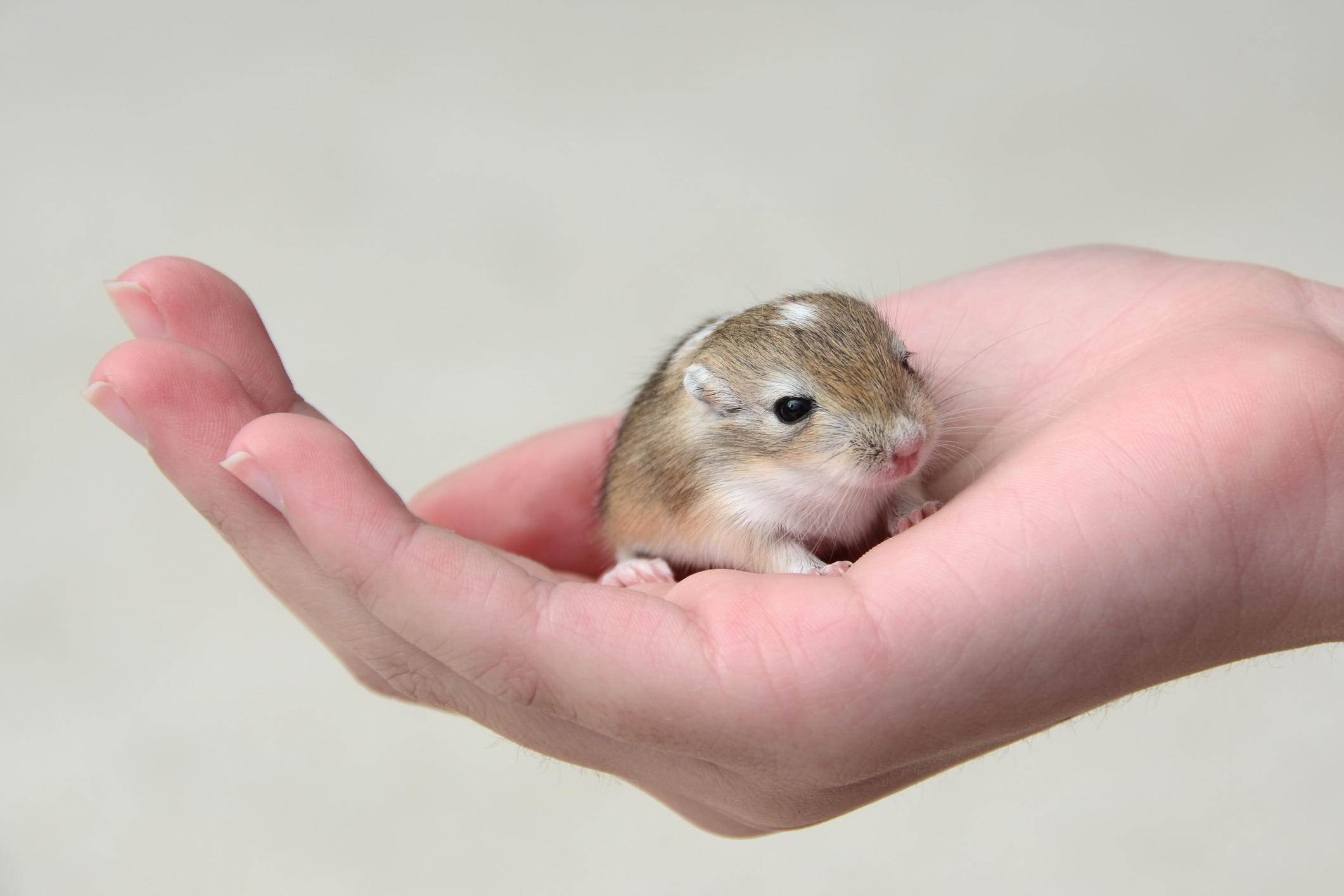 A photo of a gerbil pup.