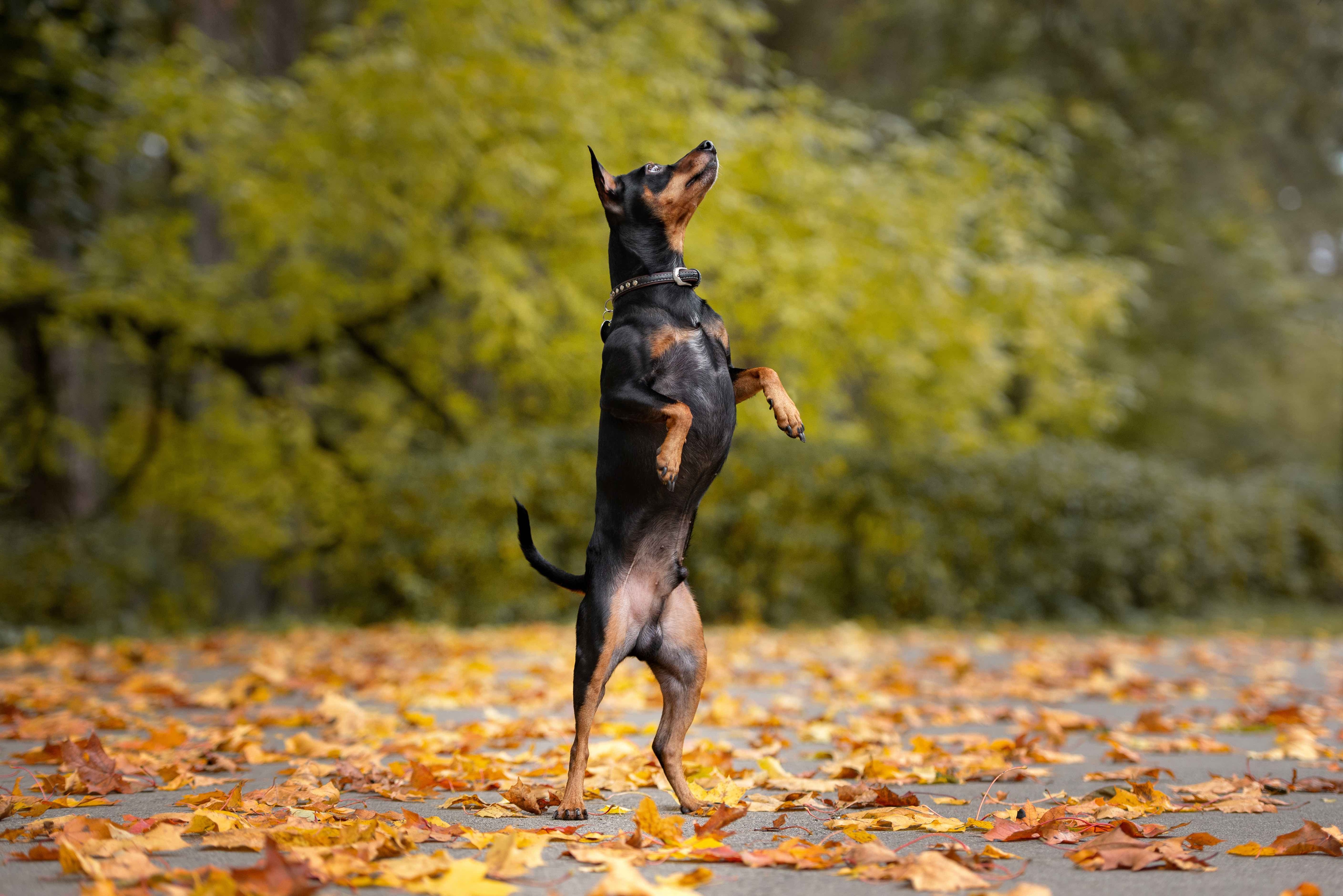 german pinscher dog standing on his back legs