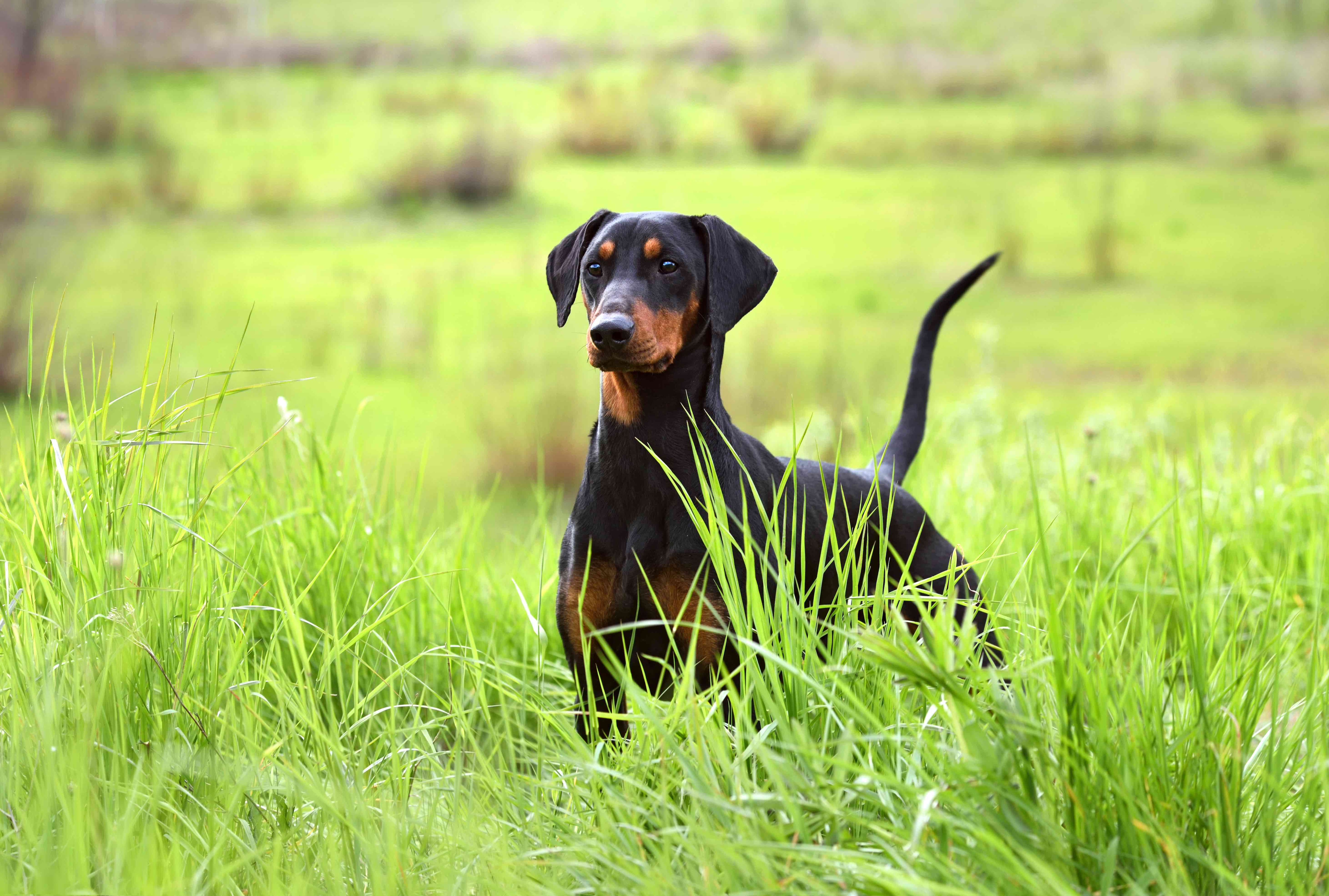 floppy-eared german pinscher dog standing in a field of tall grass