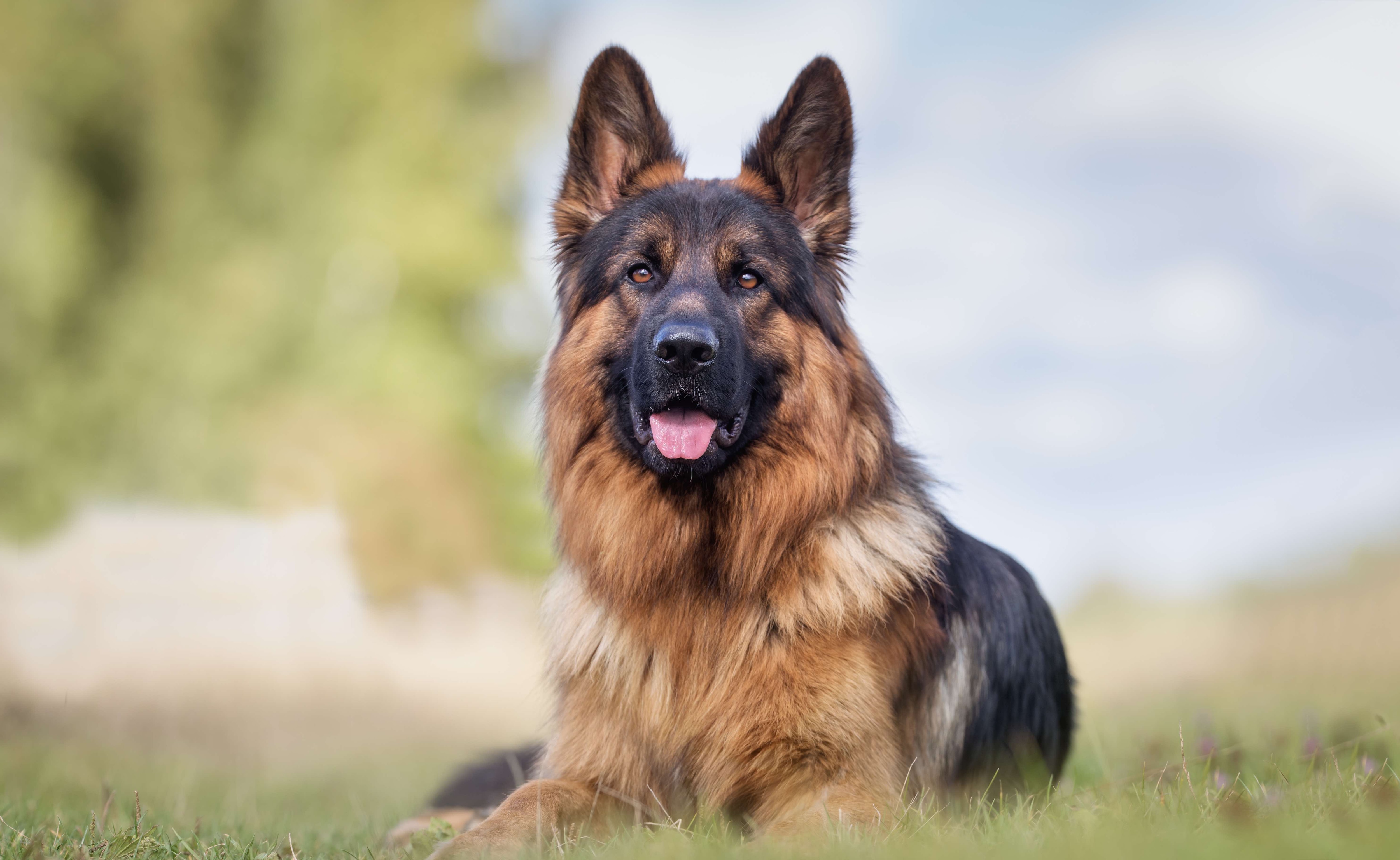 German shepherd best sale hair falling out