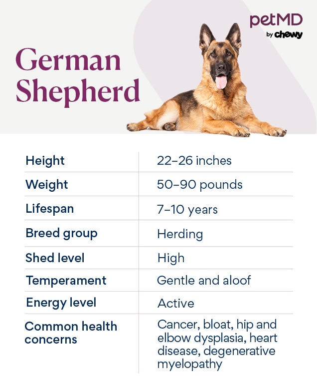 German Shepherd Dog Breed Health and Care PetMD