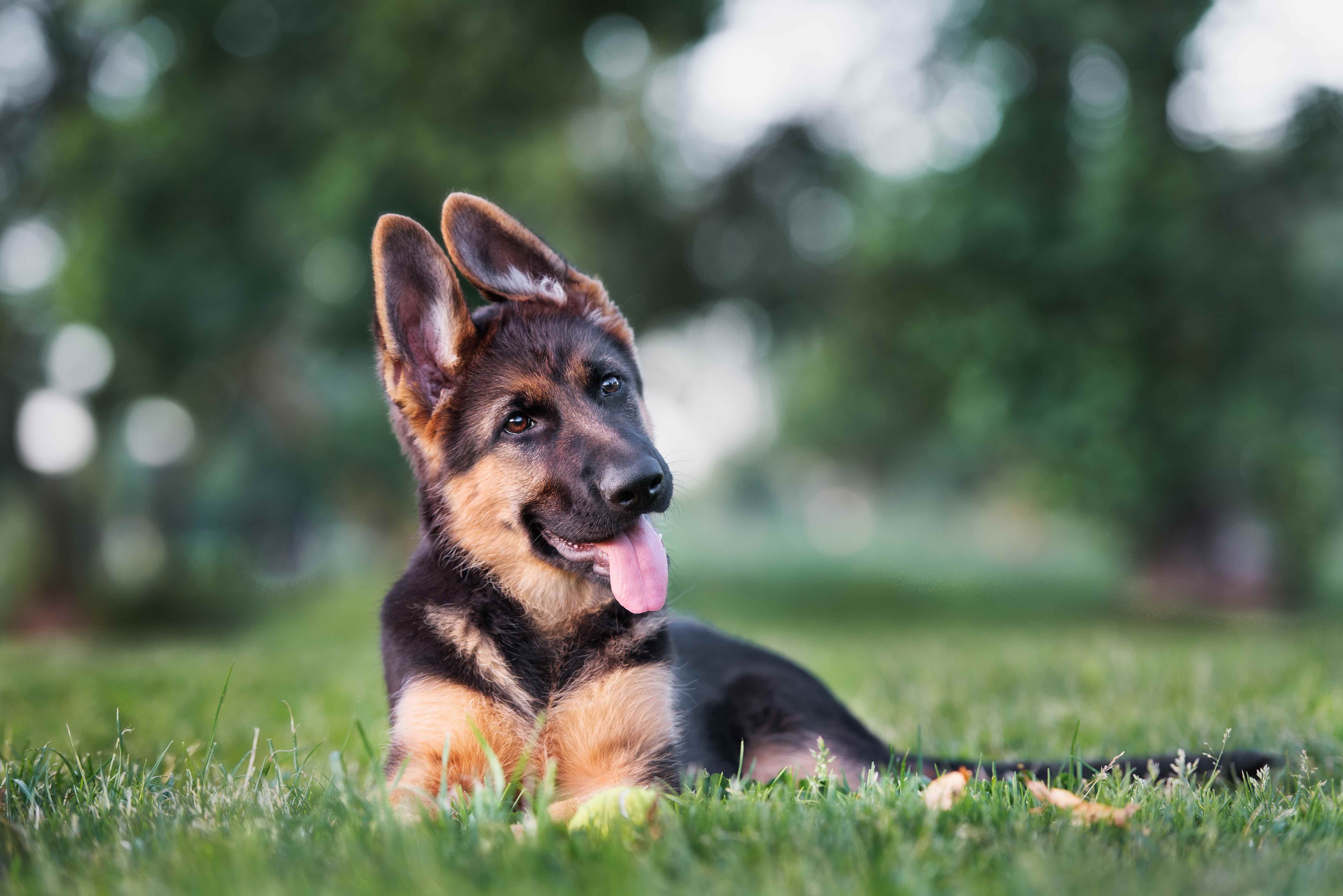 german shepherd puppy with big ears lying in the grass