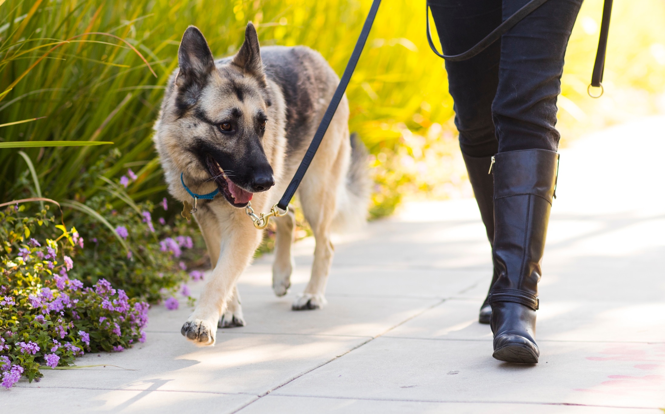 personne marchant un shapherd allemand sur un leash