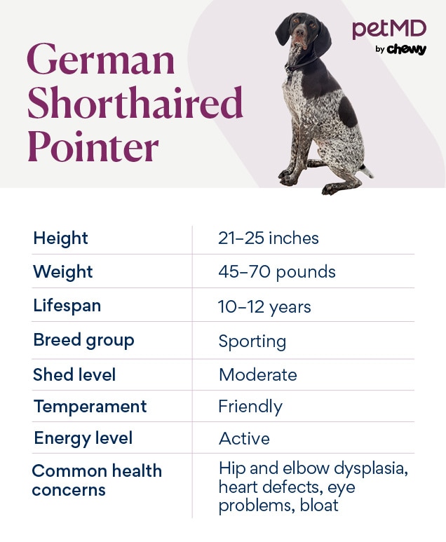 German longhaired pointer price best sale