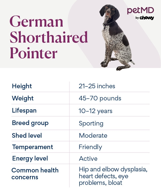 chart depicting a german shorthaired pointer's breed characteristics