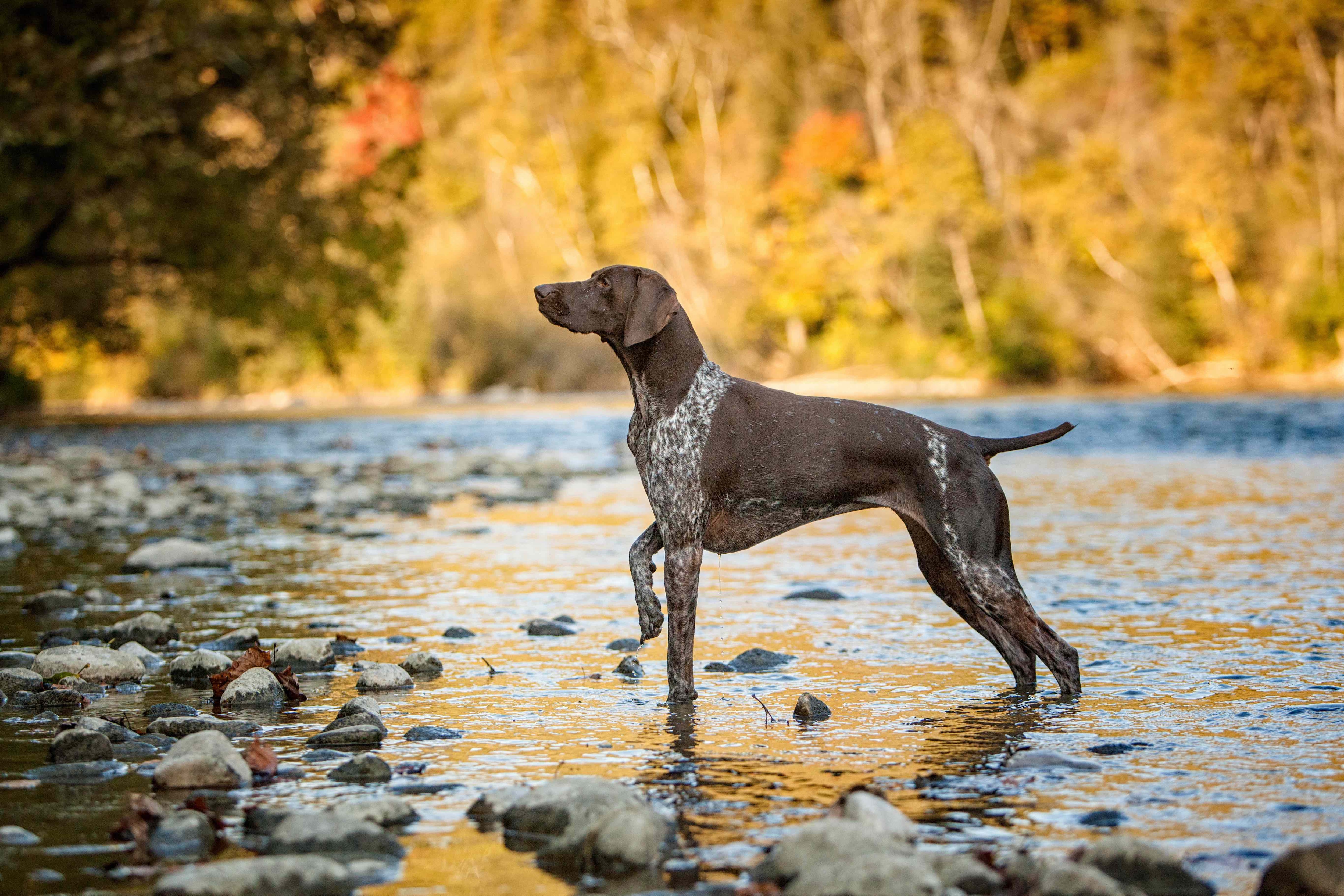 brown german shorthaired pointer dog pointing in a creek