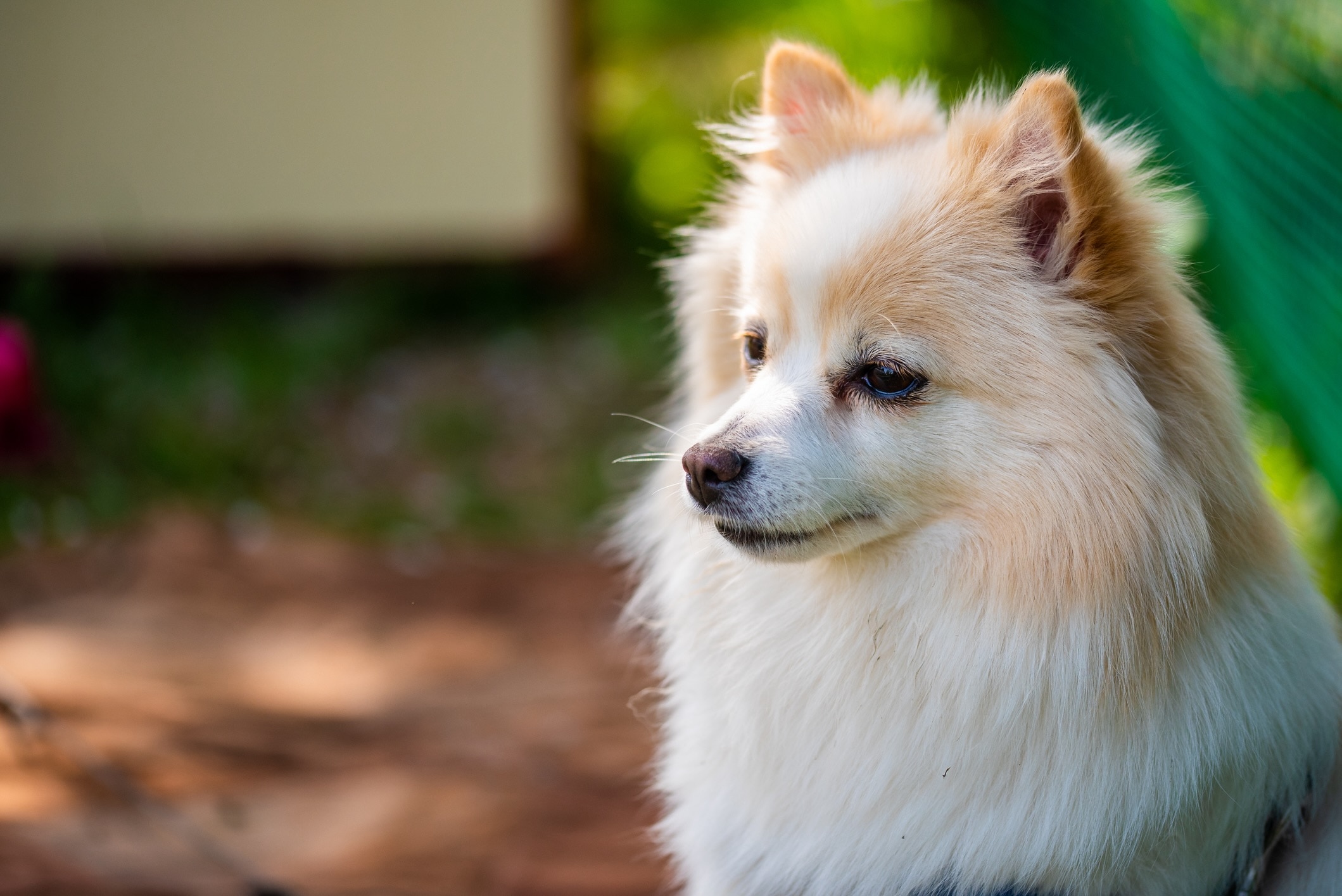 close-up of a white and cream colored german spitz dog's face