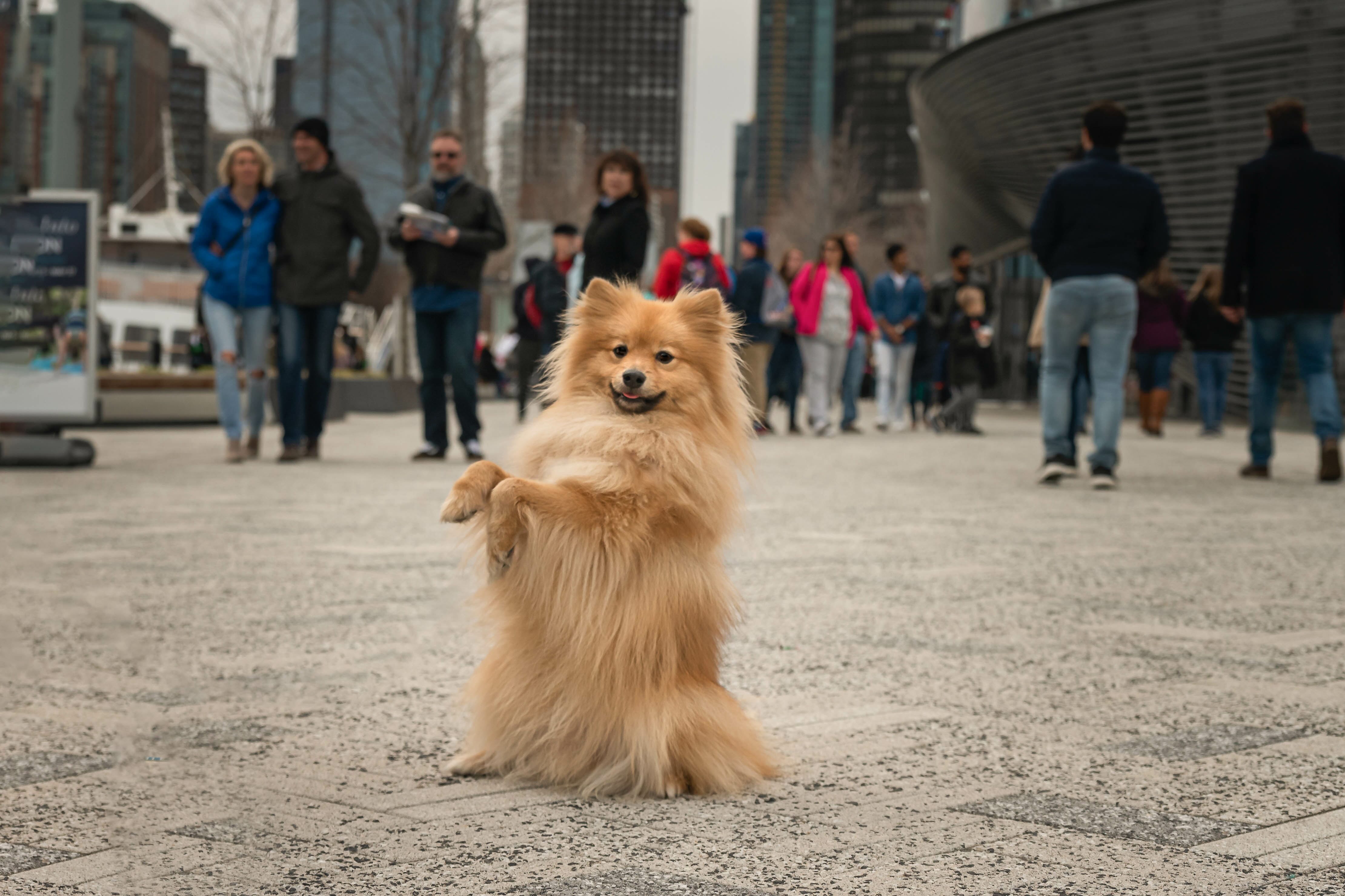 red german spitz sitting and holding up his front paws