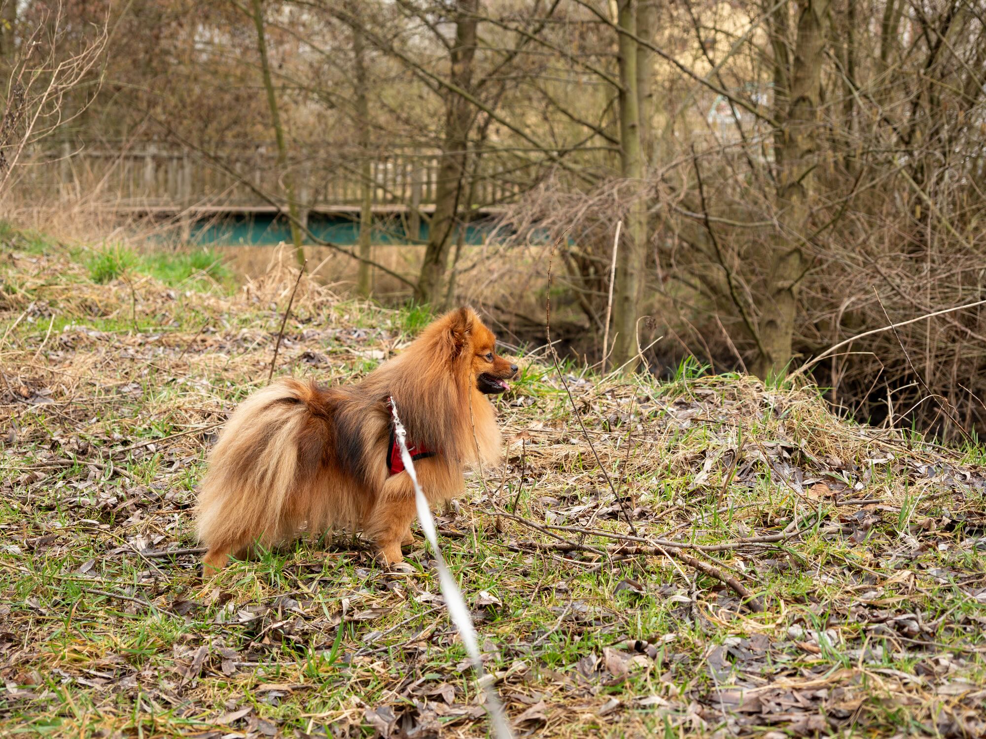 red german spitz dog on a leash looking into the distance