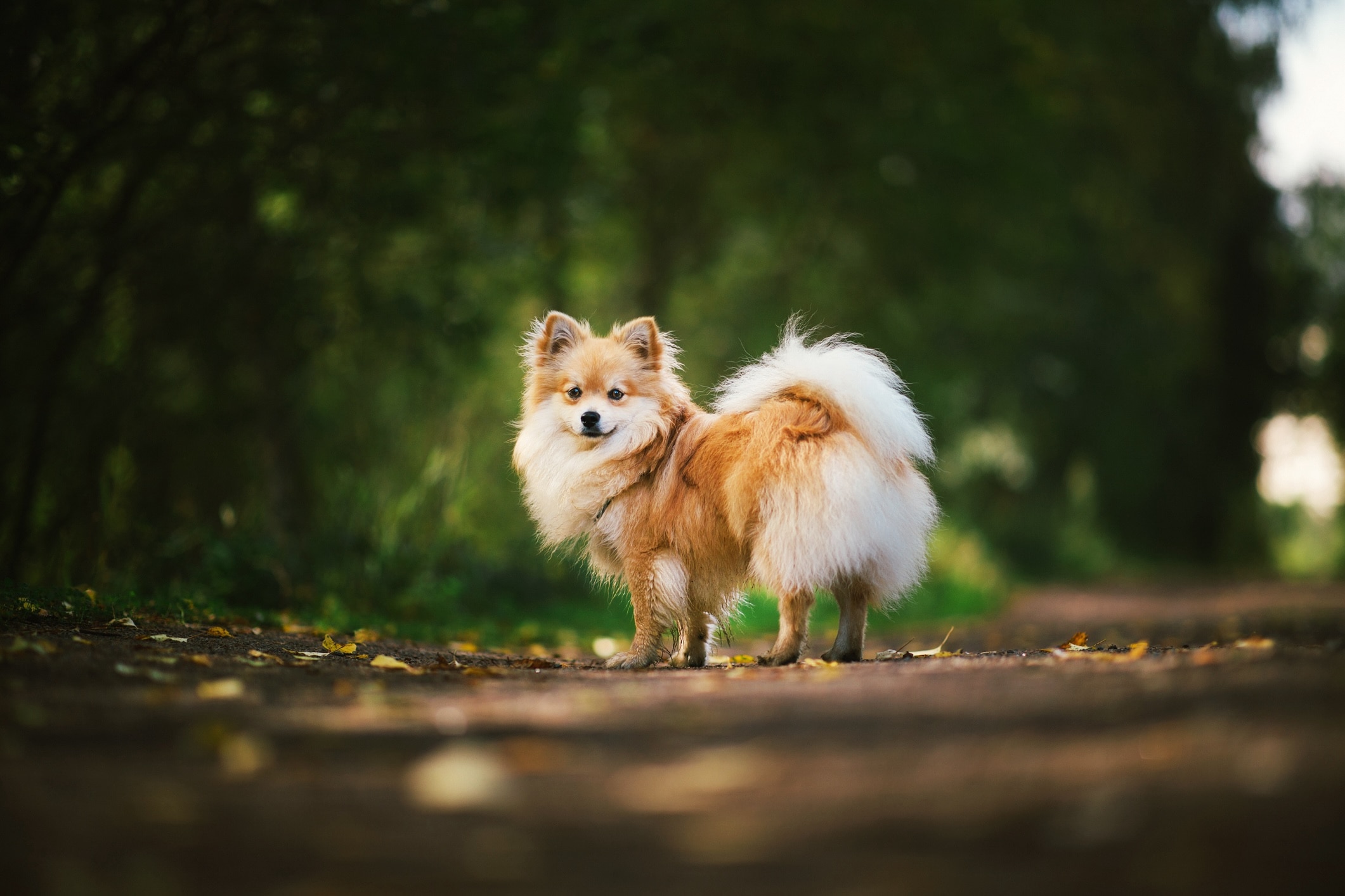 red german spitz dog standing on a hiking trail