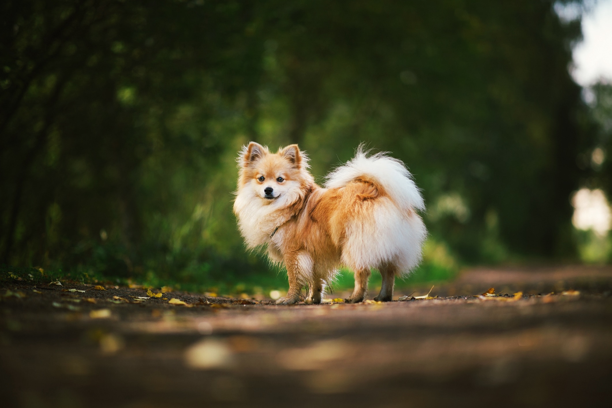 is the german spitz considered aggressive