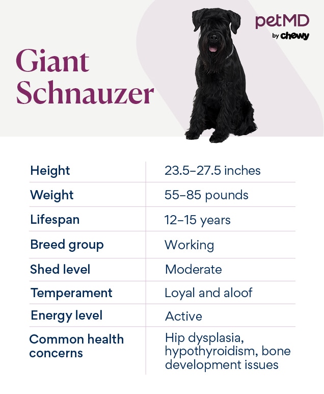 chart depicting a Giant Schnauzer's dog breed card