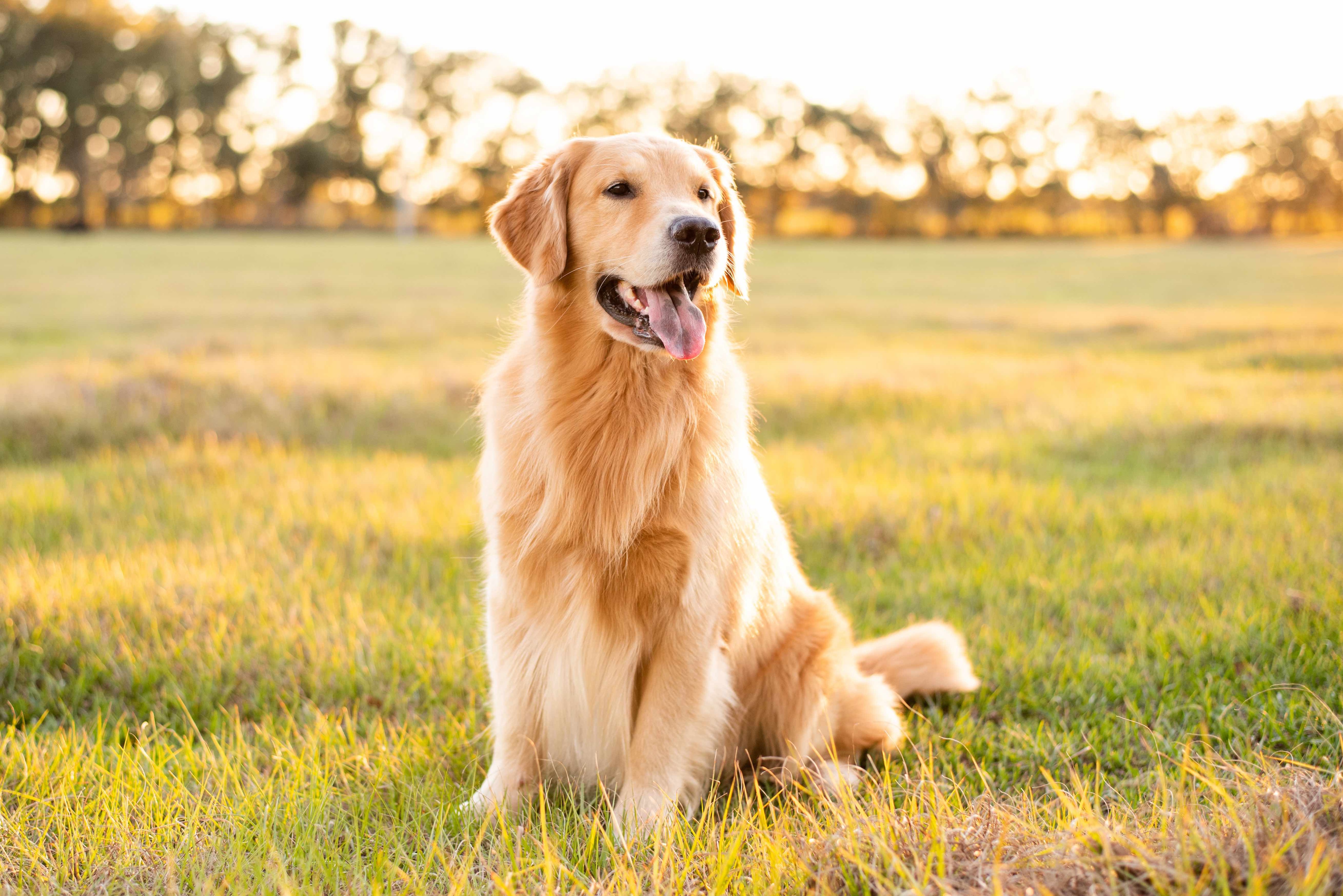 Golden retriever deals dog