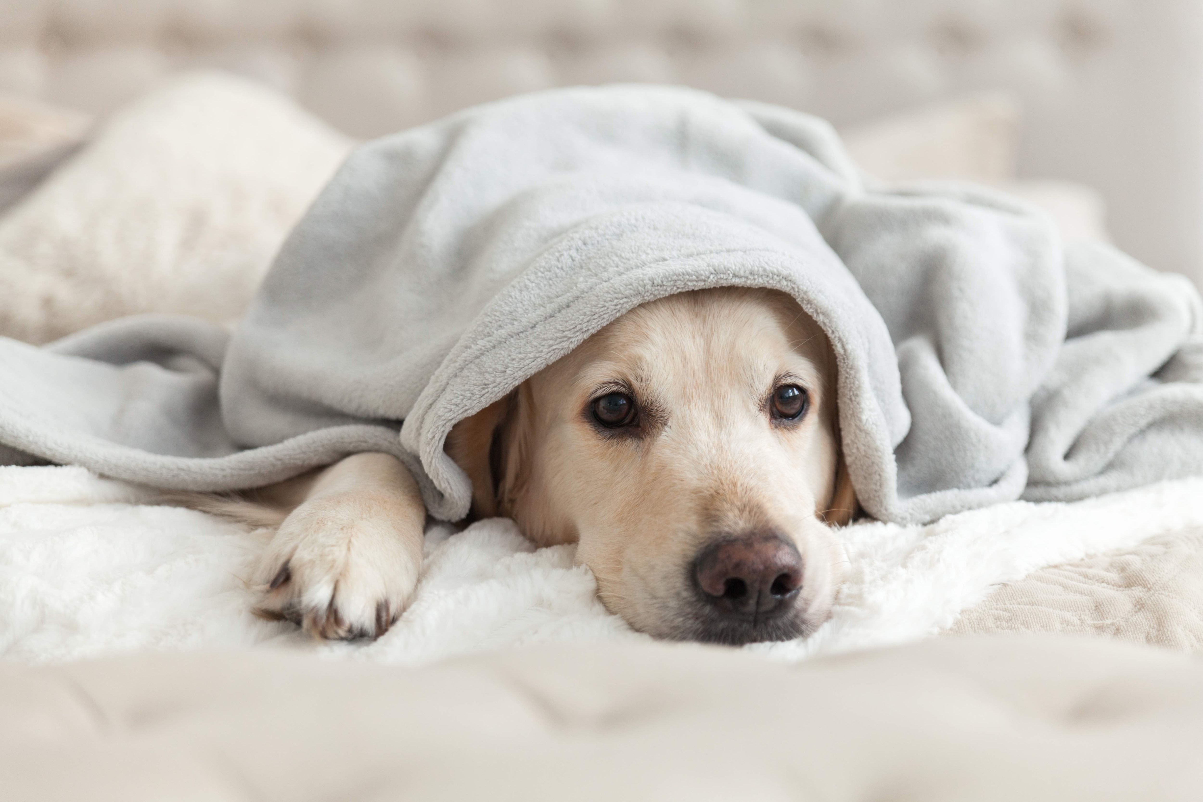 golden retriever hiding under blanket in a human bed