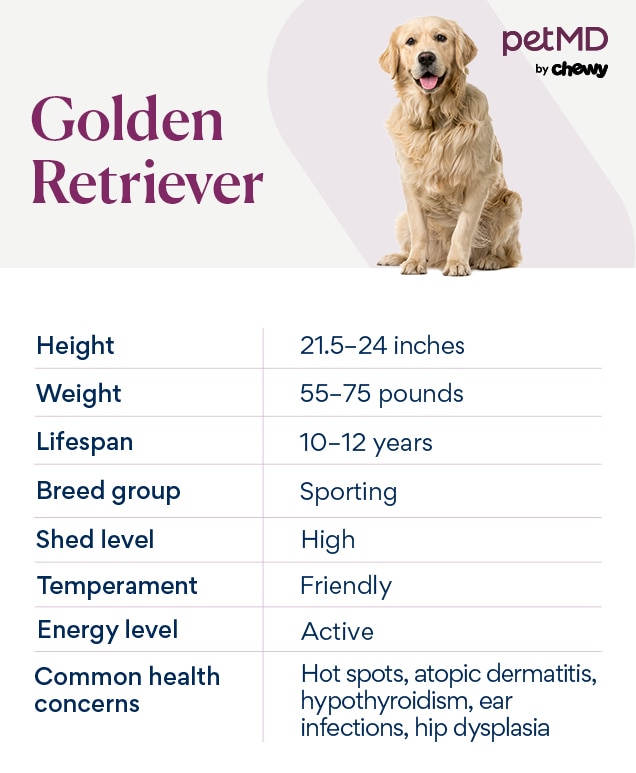 Golden Retriever Dog Breed Health and Care PetMD