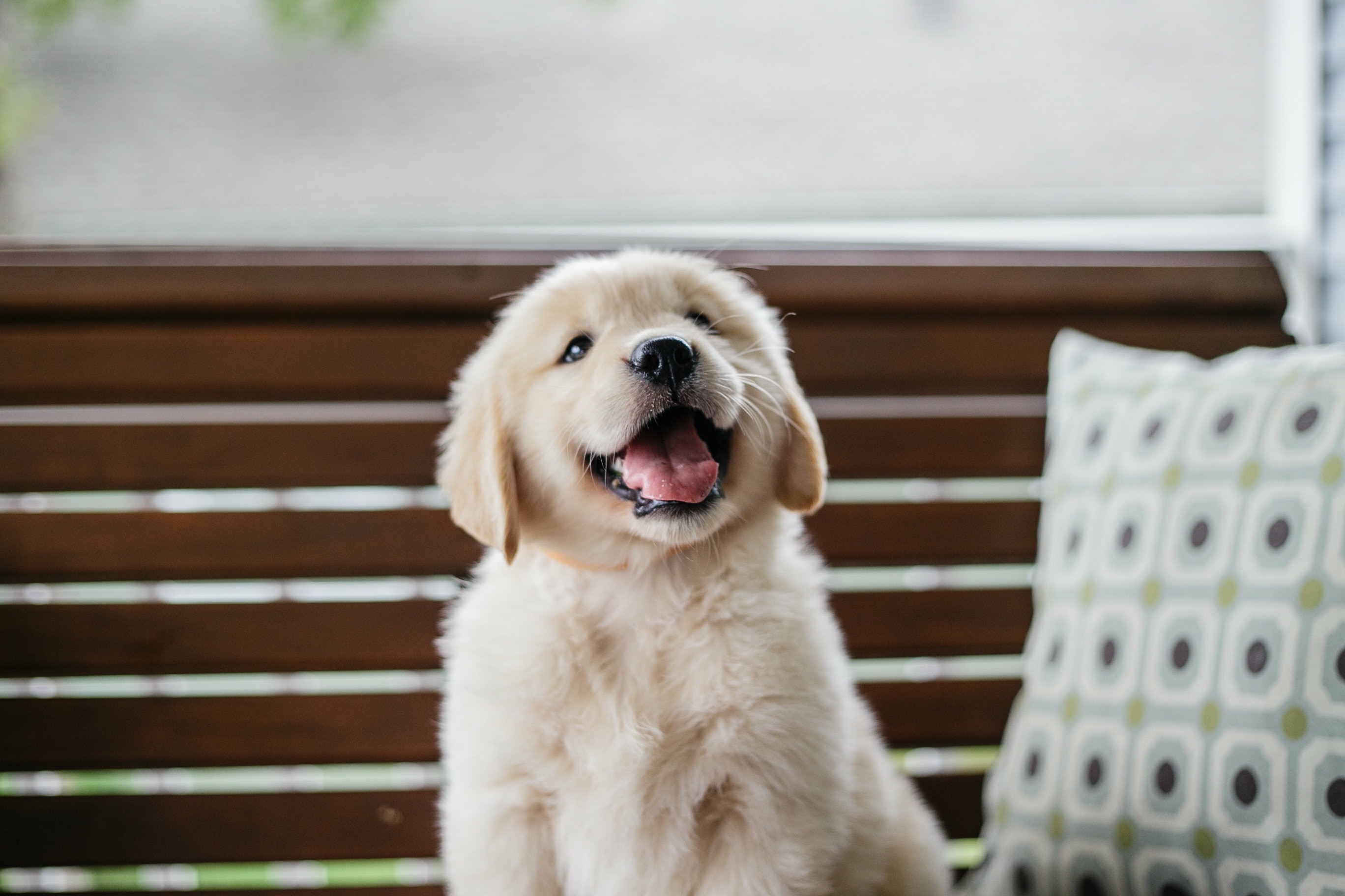 Golden Retriever Dog Breed Health and Care | PetMD