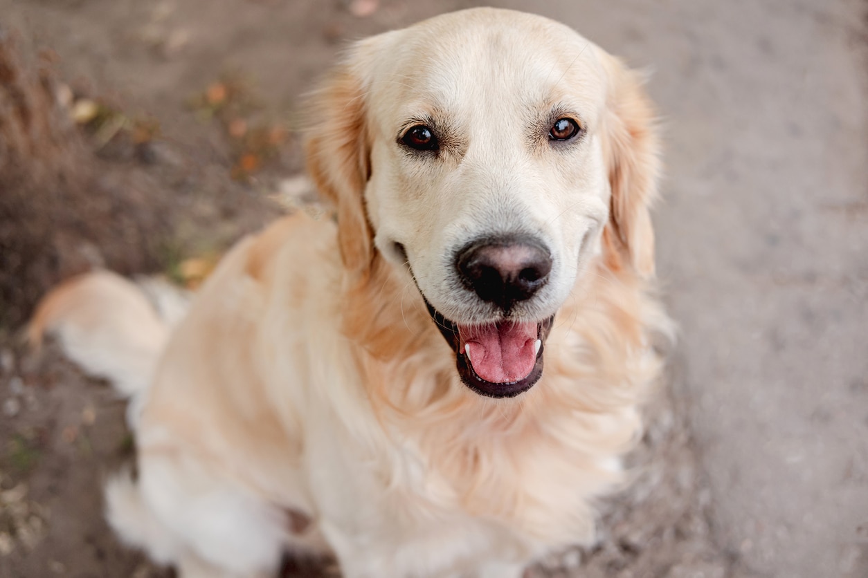 Cutest store smartest dogs