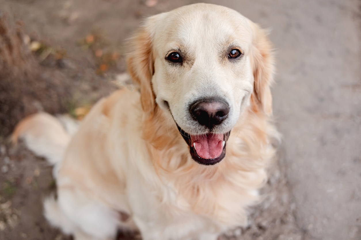 close-up of a golden retriever sitting and looking at the camera