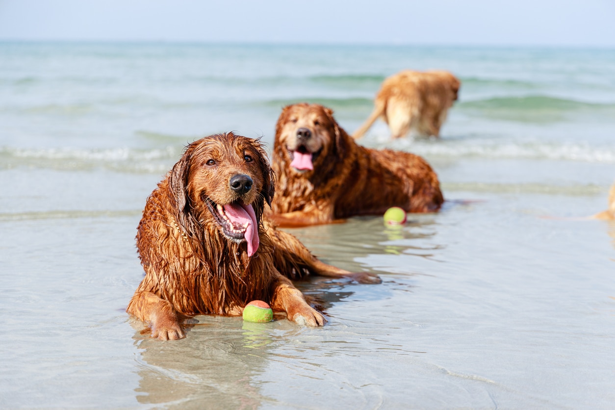 three golden retrievers lying in the water on a beach with tennis balls