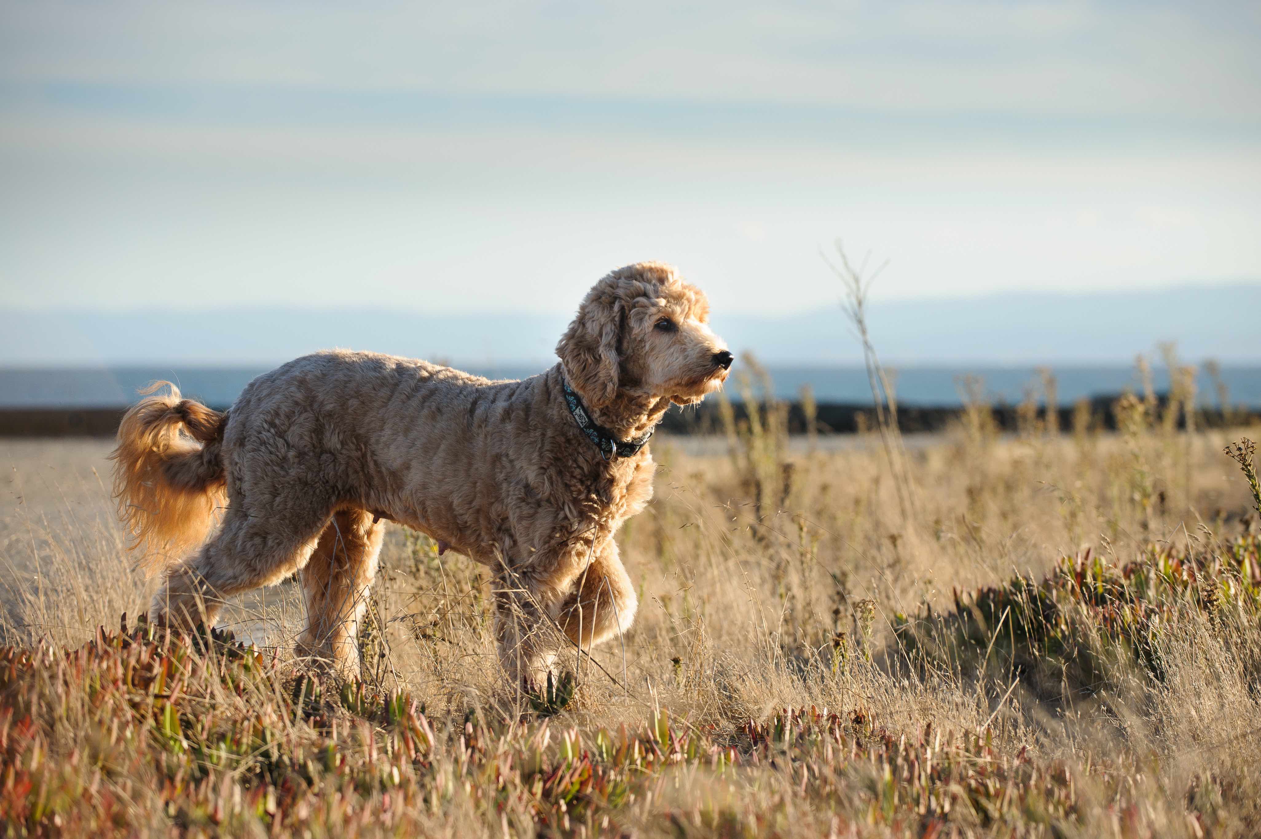 Sarah Farm Labradoodle And Golden doodles For Adoption