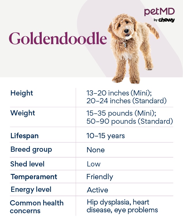 Fashion goldendoodle puppy to adult