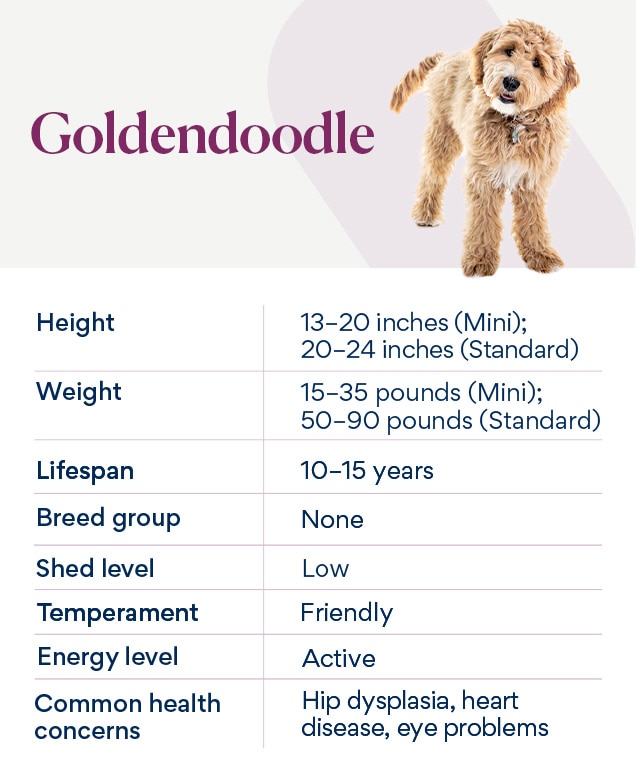 chart depicting goldendoodle dog breed traits
