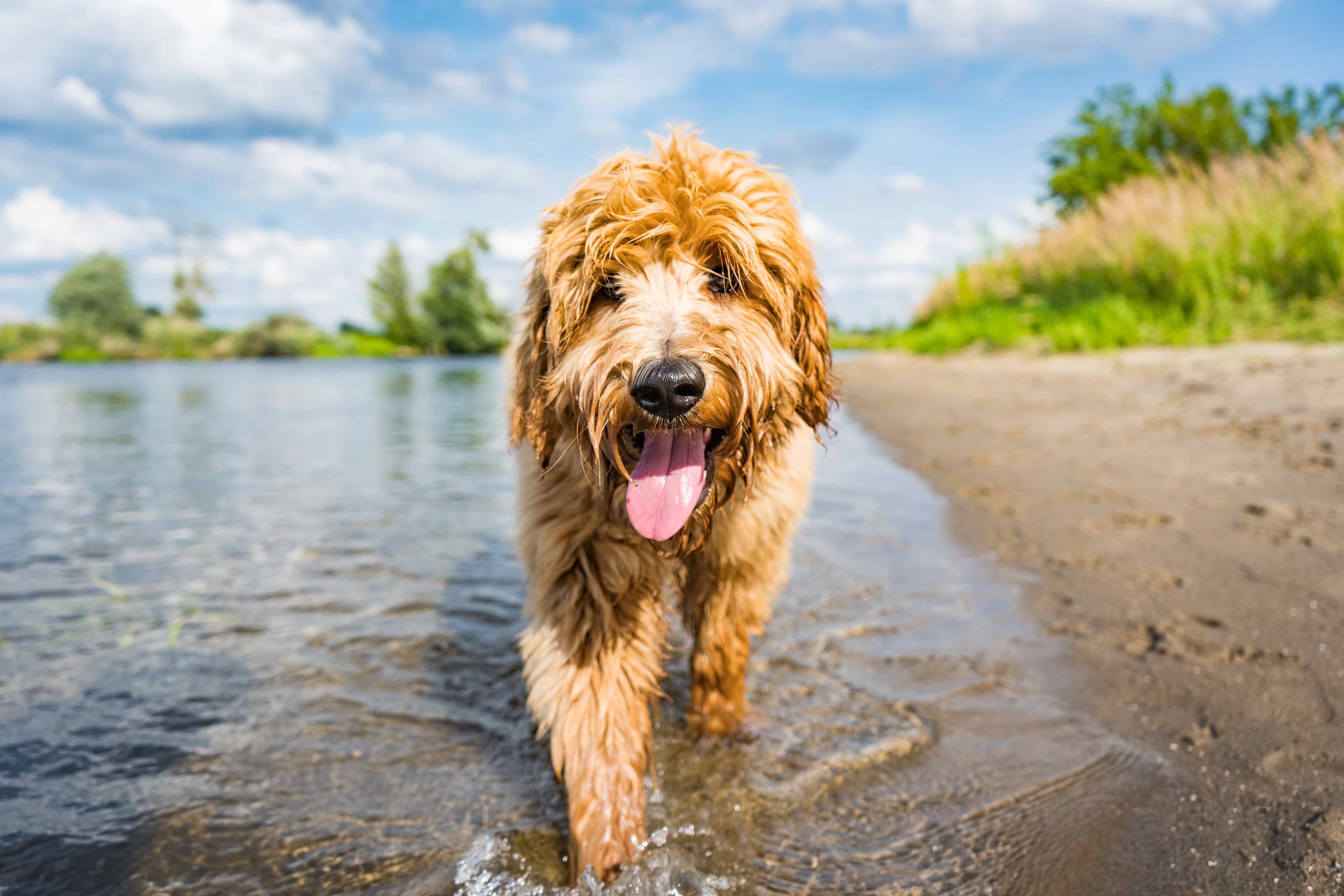 Goldendoodle Walking à travers un lac