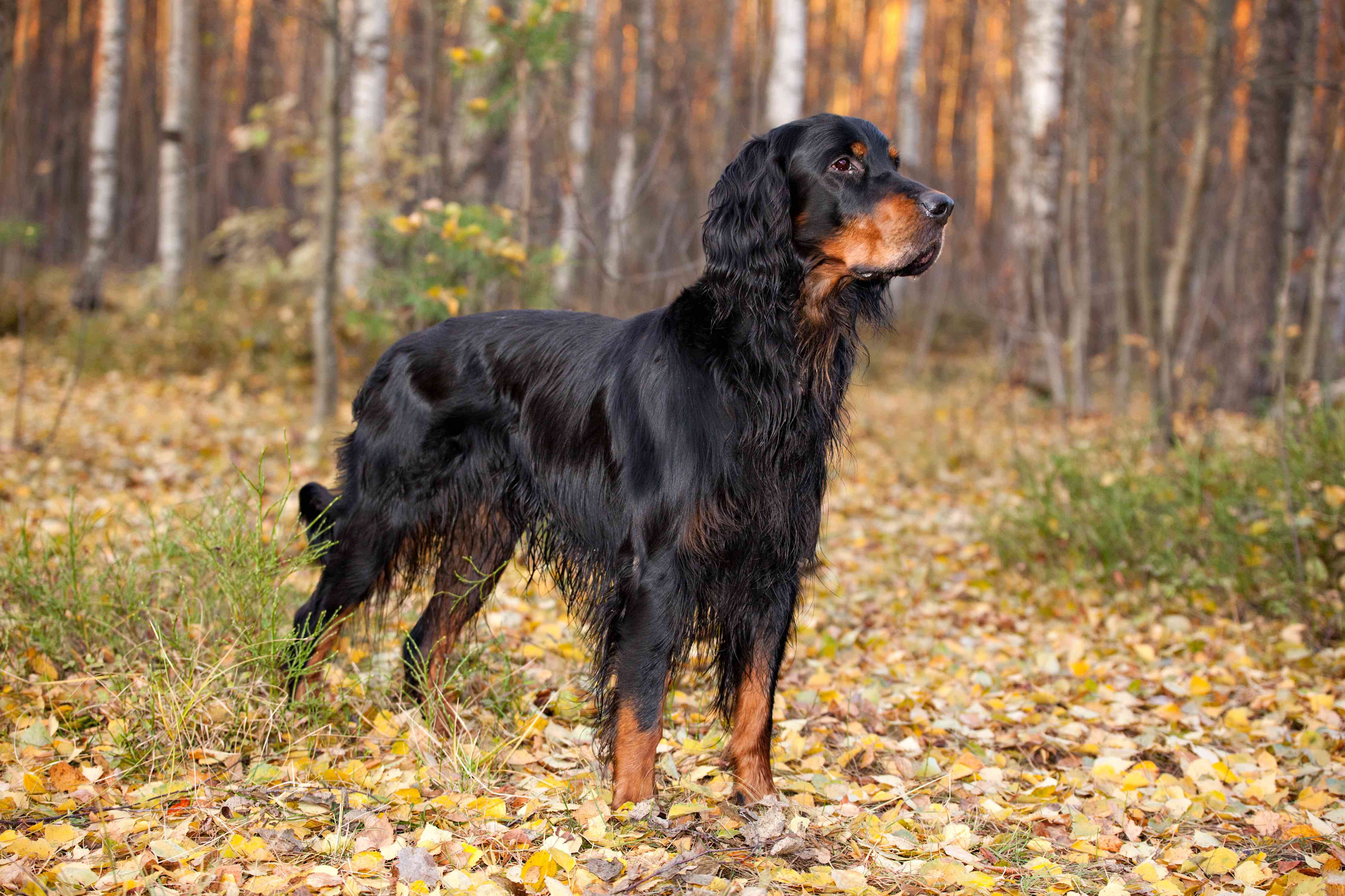 gordon setter standing in front of a bunch of trees