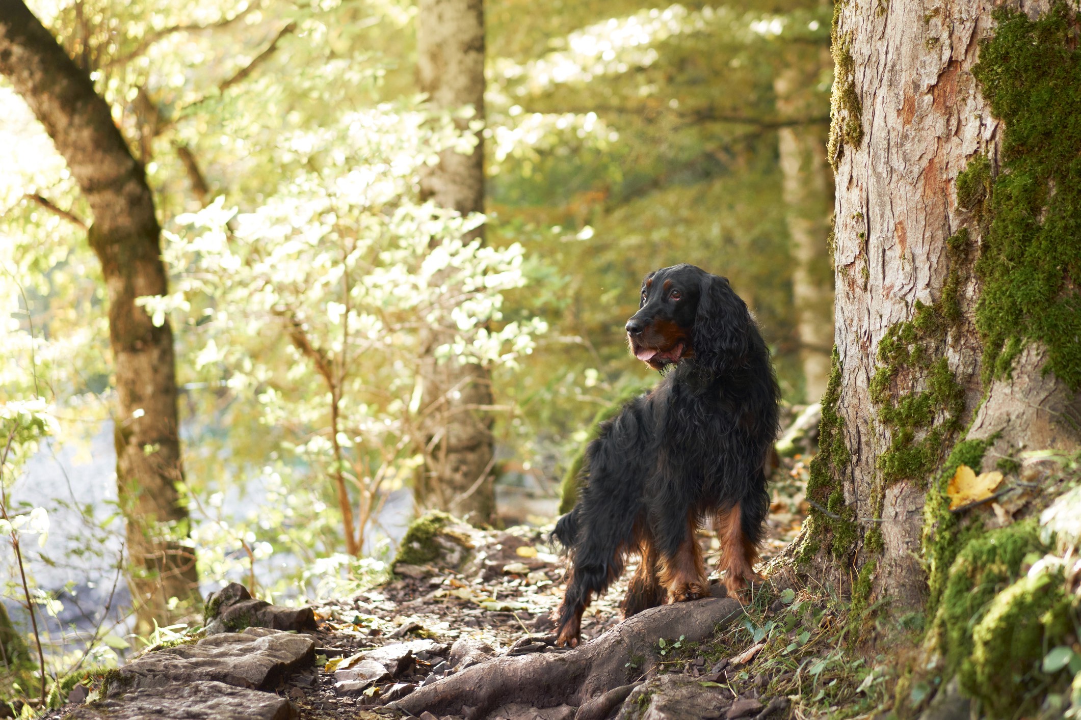 gordon setter walking outside amongst trees and rocks