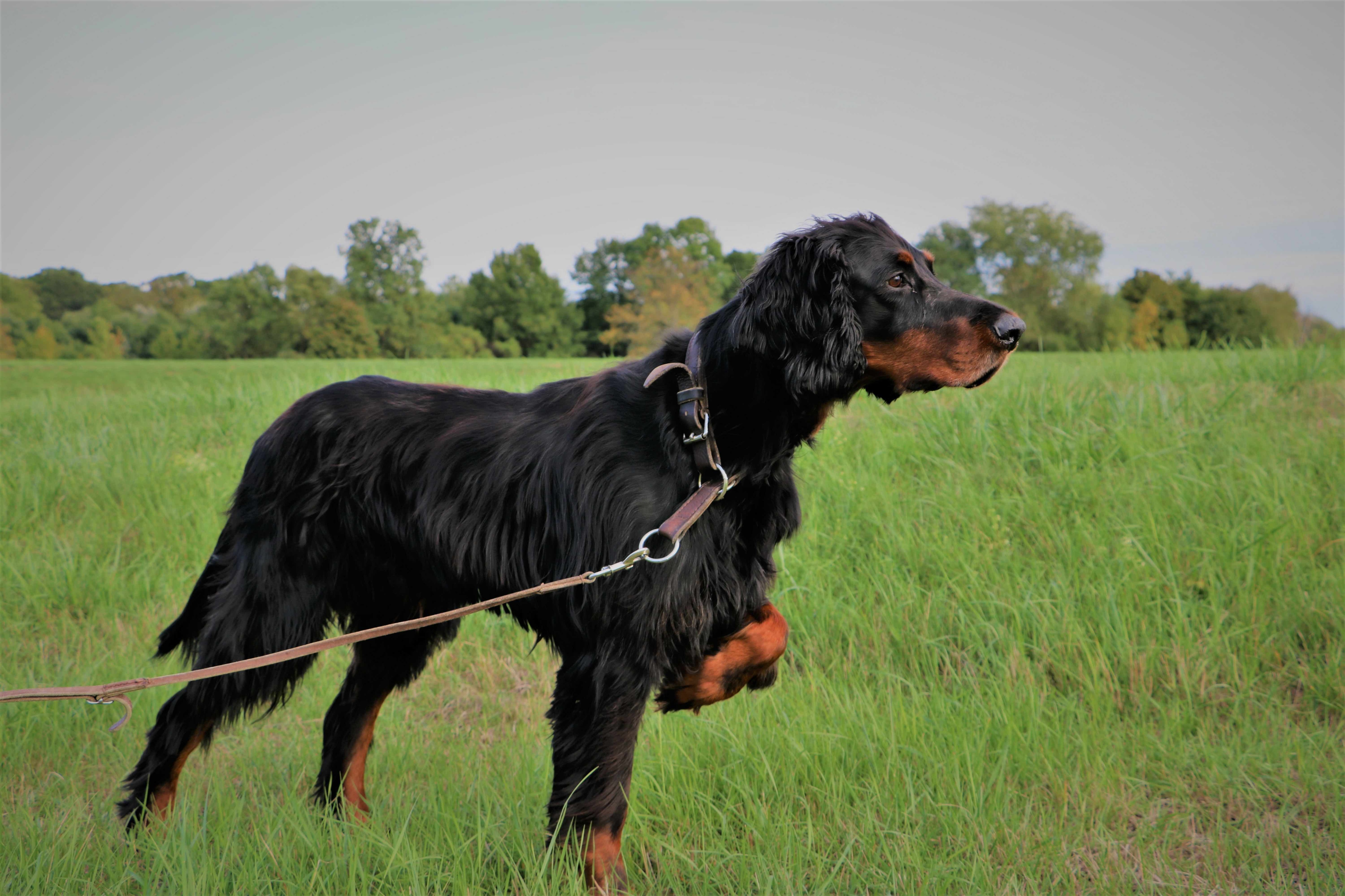 gordon setter pointing in a grassy field