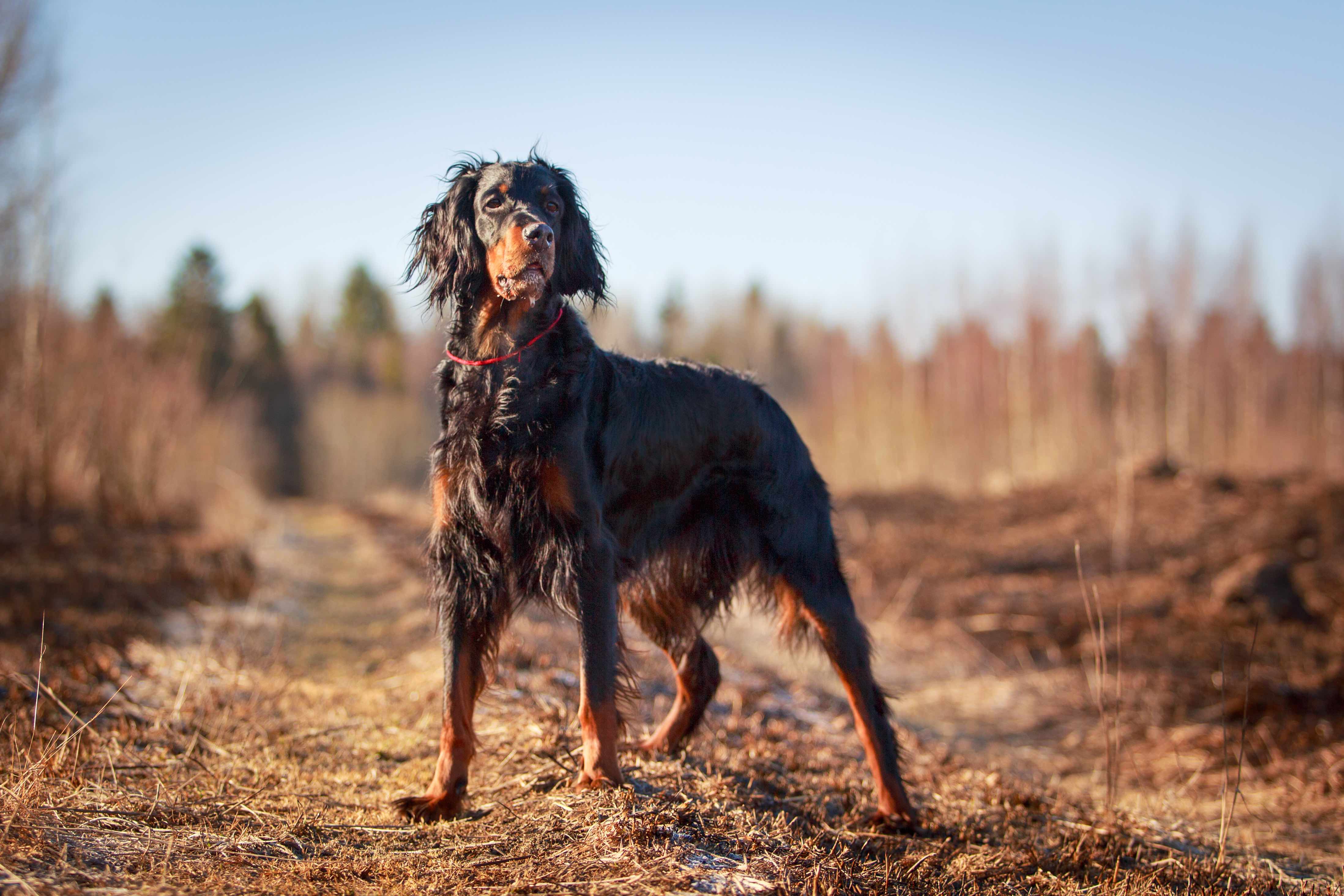 gordon setter wearing a red collar on a walking trail